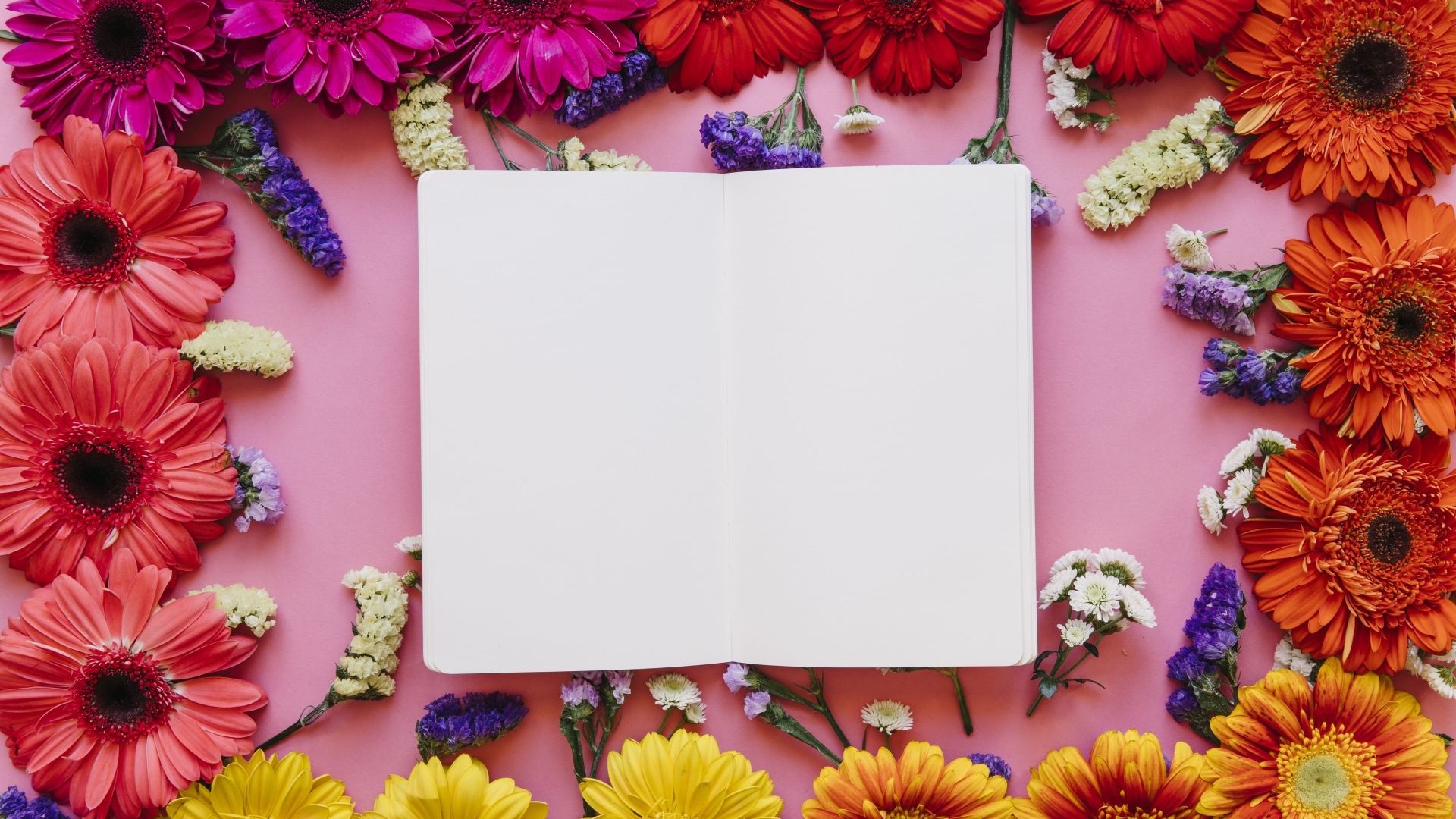 Розовый фон с герберами и белым листом для открытки