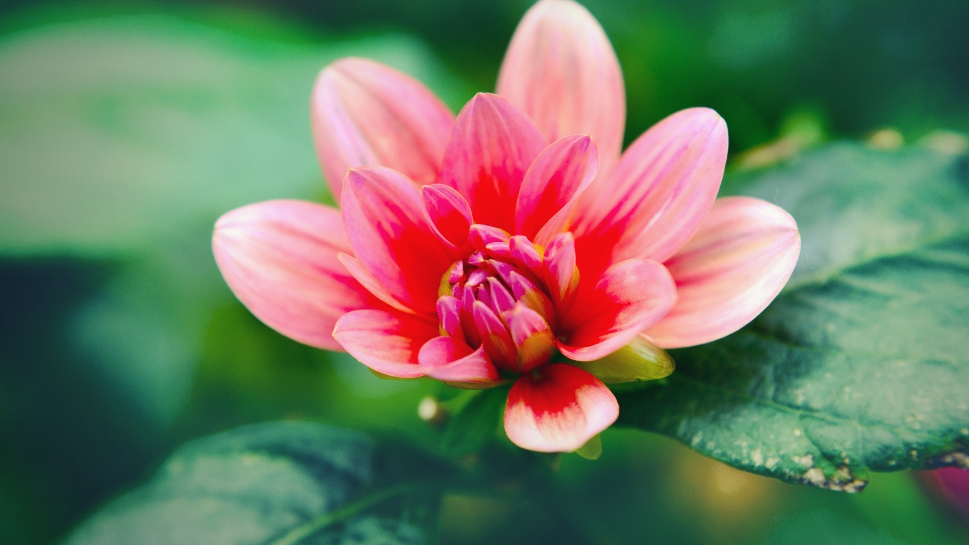 Розовый распускающийся цветок георгина с зелеными листьями