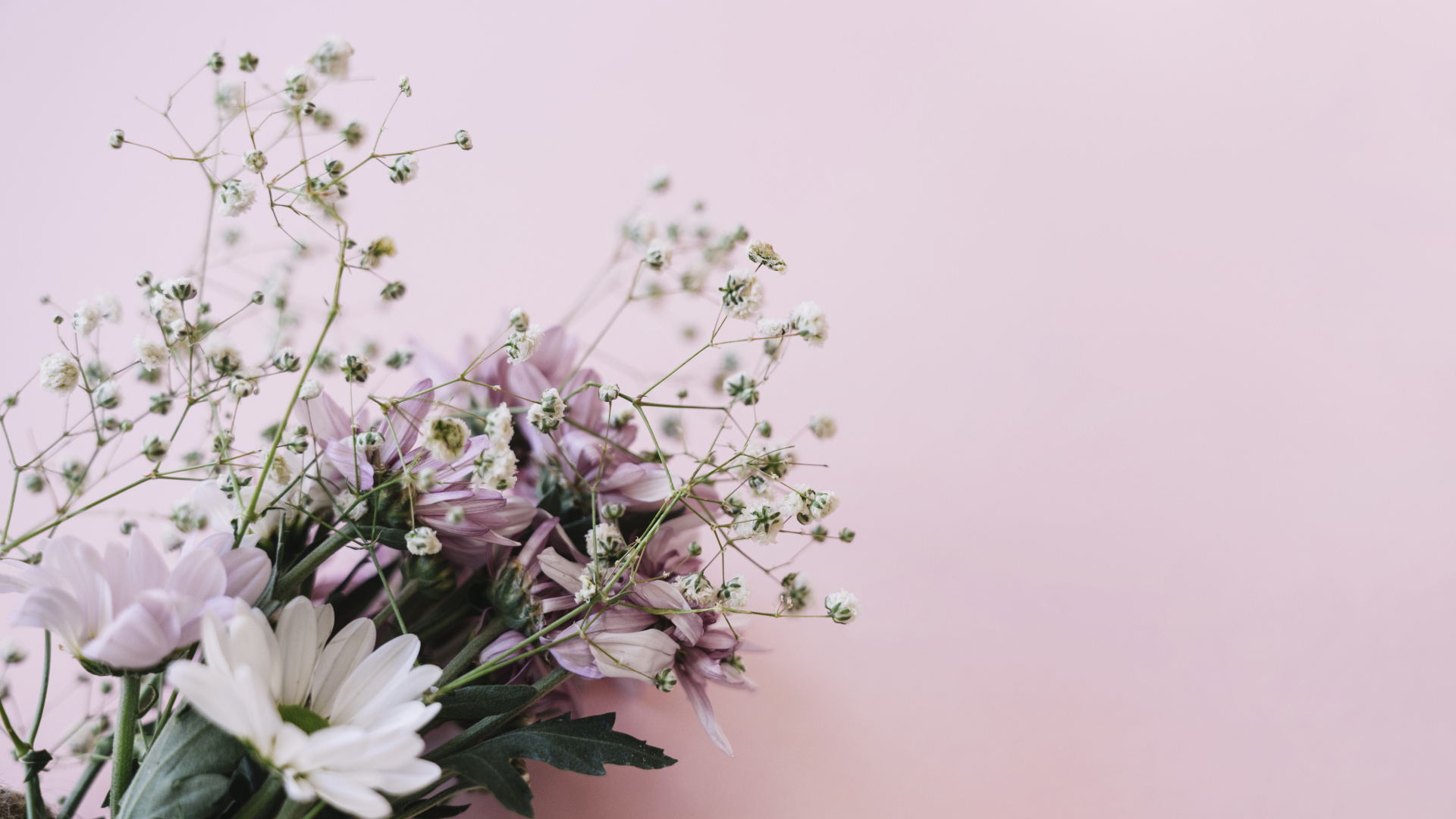 Розовые цветы хризантемы с цветами гипсофилы на белом фоне