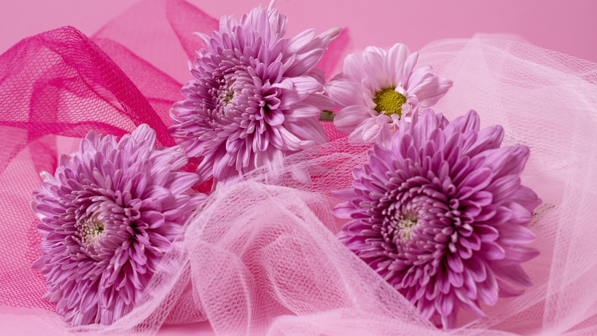 Розовые хризантемы и вуаль на розовом фоне