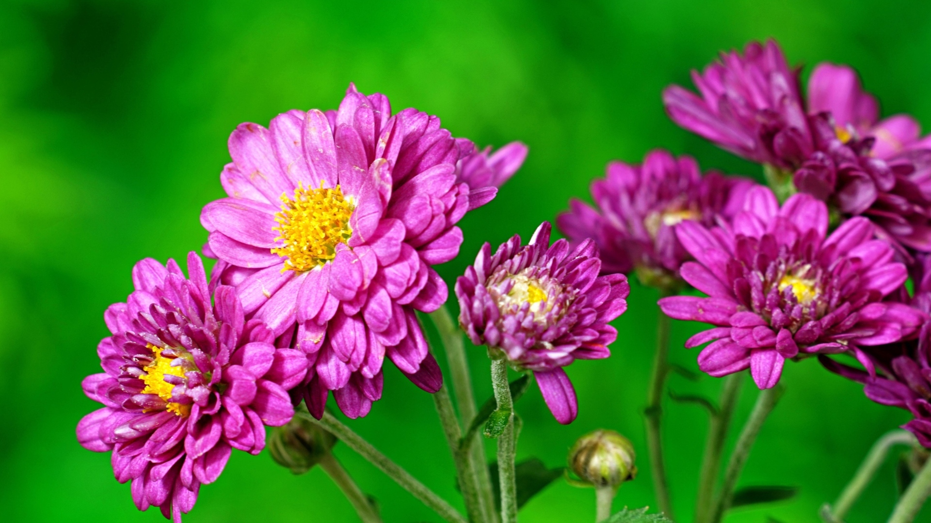 Розовые  хризантемы на зеленом фоне