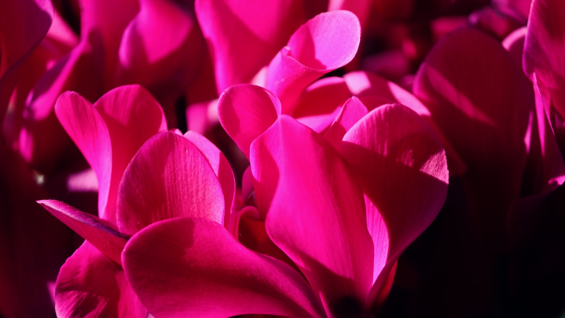 Розовые цветы цикламена крупным планом