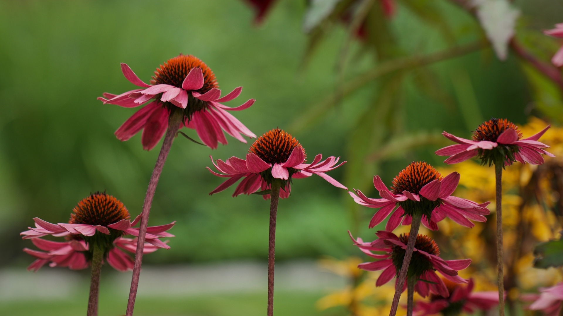 Розовые цветы эхинацея на клумбе