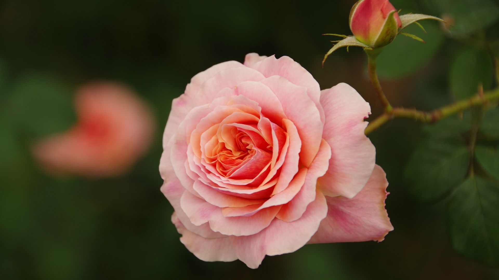 Розовая ароматная роза с бутоном 