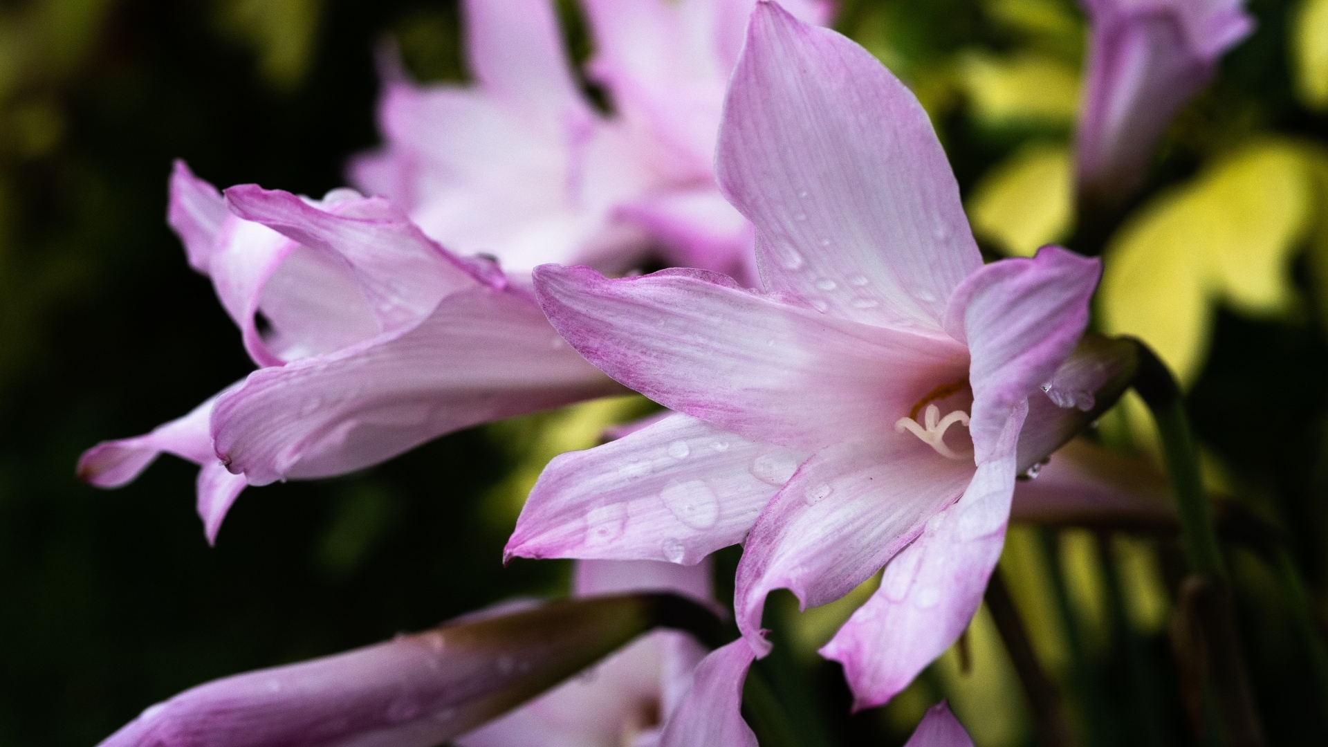 Розовые садовые лилии в каплях росы крупным планом