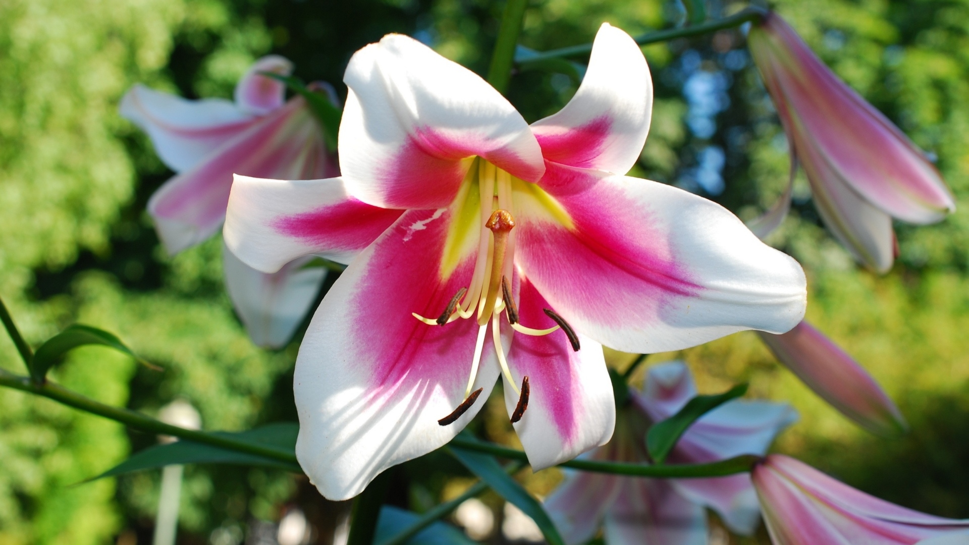 Розовый цветок лилии на клумбе летом