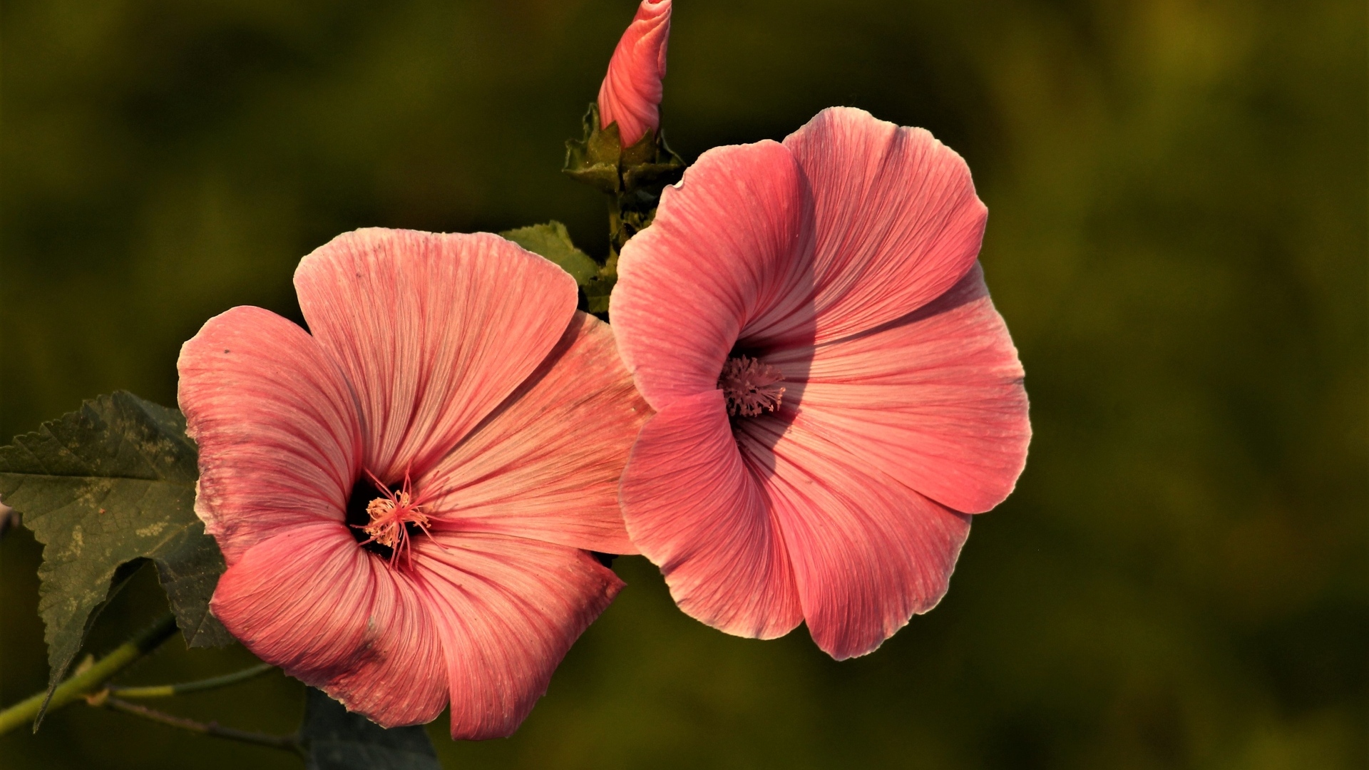 Розовые мальвы в лучах солнца