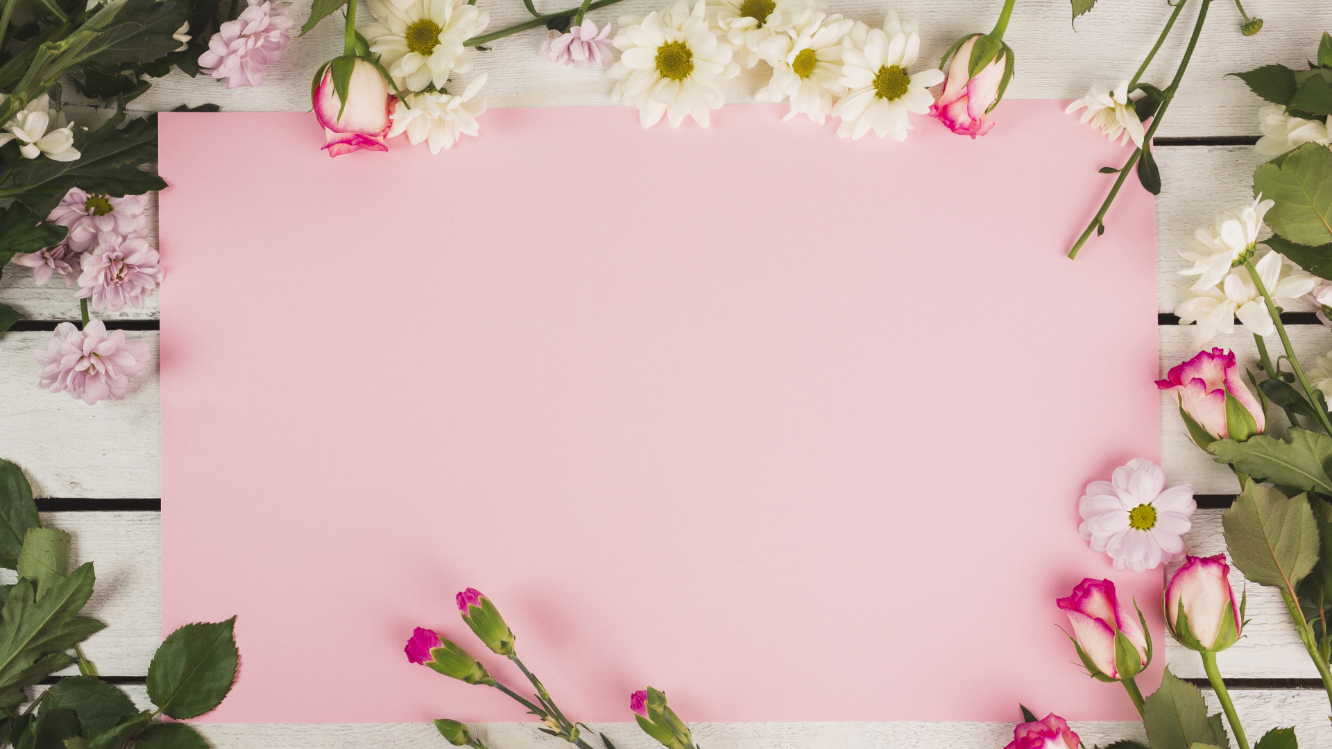 Розовый лист бумаги для открытки с цветами хризантемы