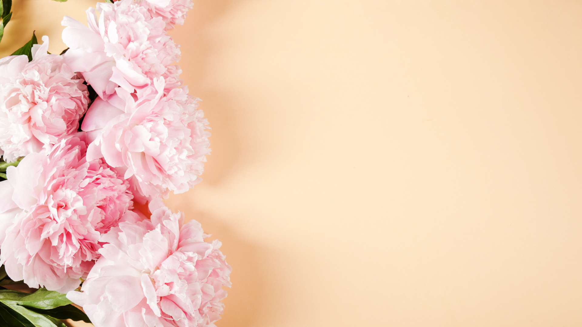 Розовые пионы на бежевом фоне,  шаблон 