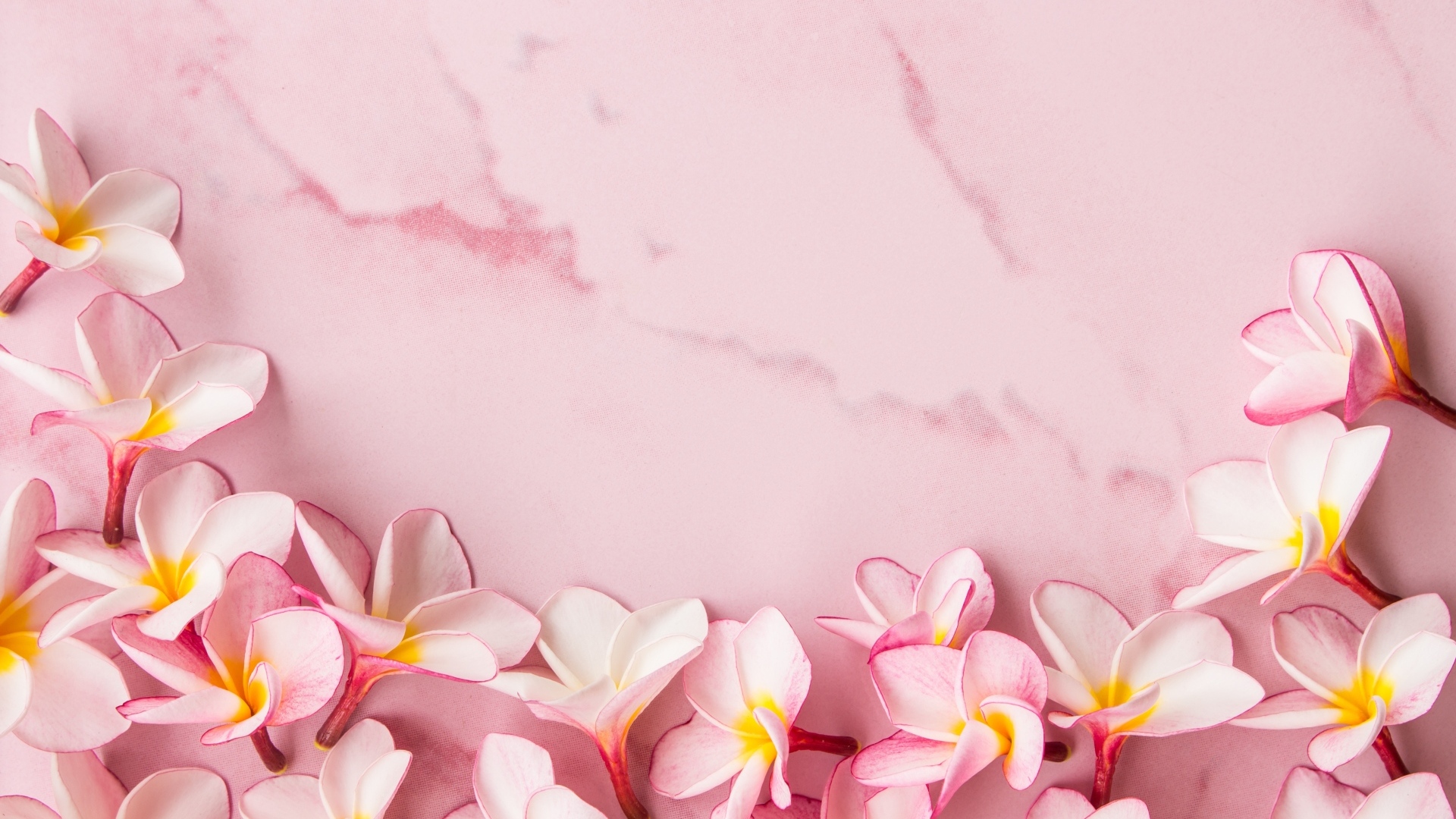 Розовые цветы плюмерии на розовом фоне