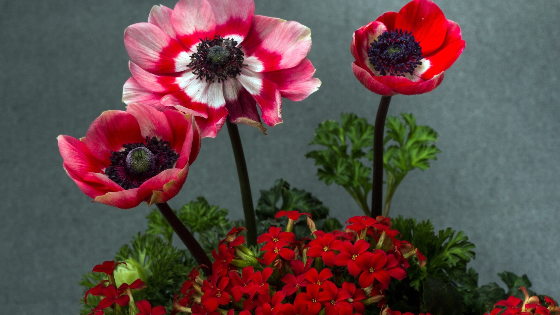 Розовые маки с цветами герани