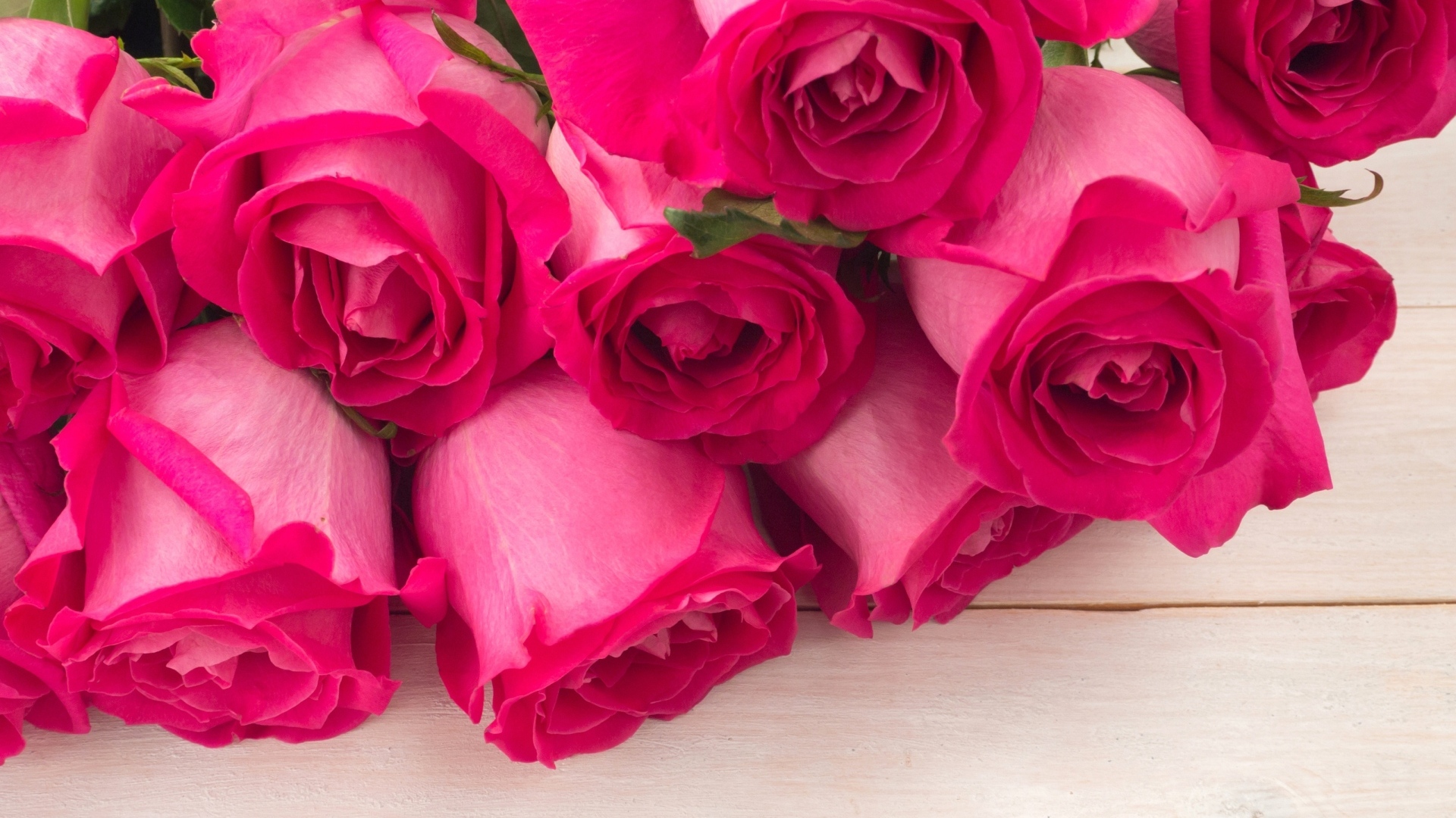 Бутоны розовых роз крупным планом