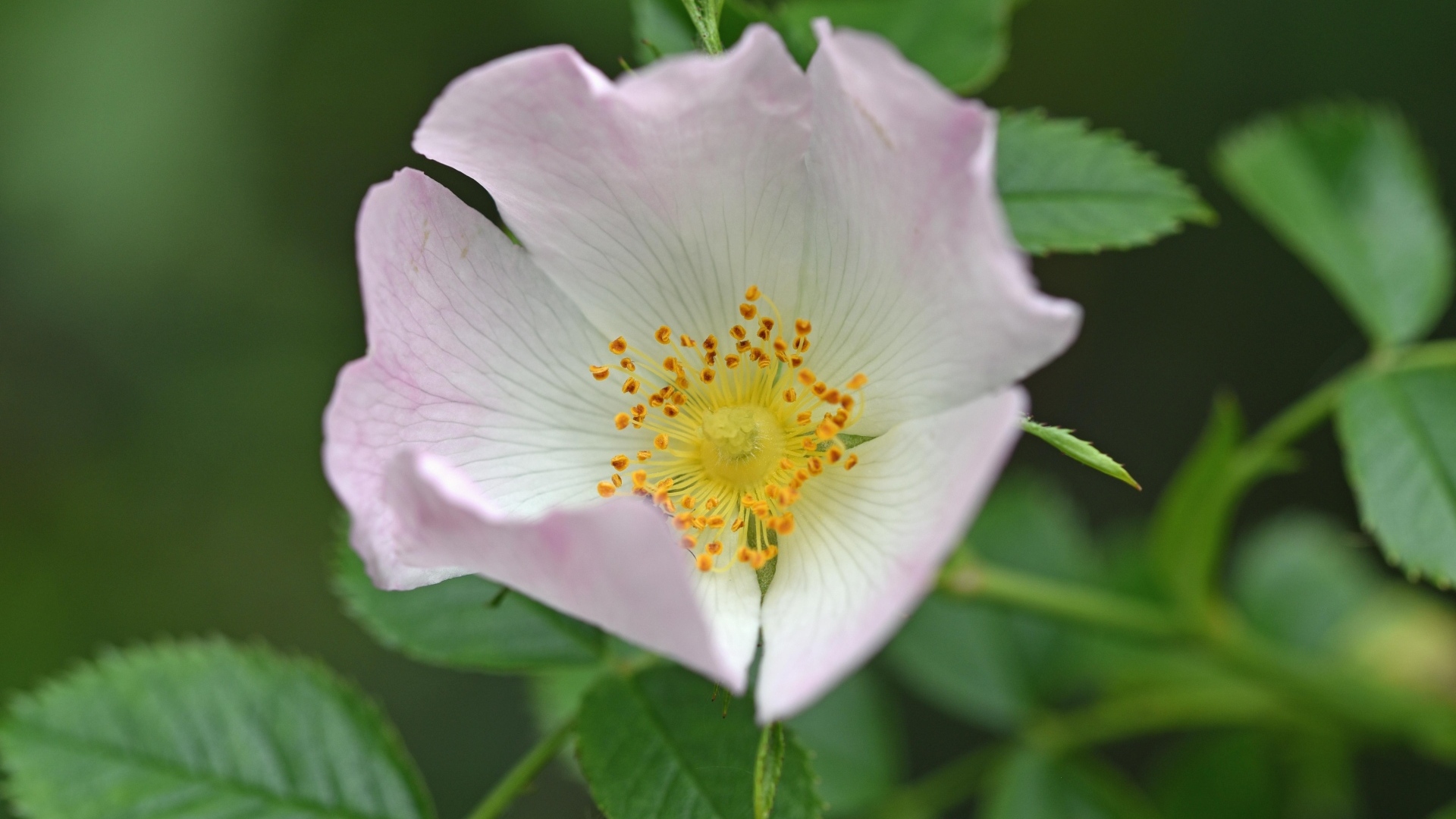 Розовый цветок шиповника с зелеными листьями крупным планом