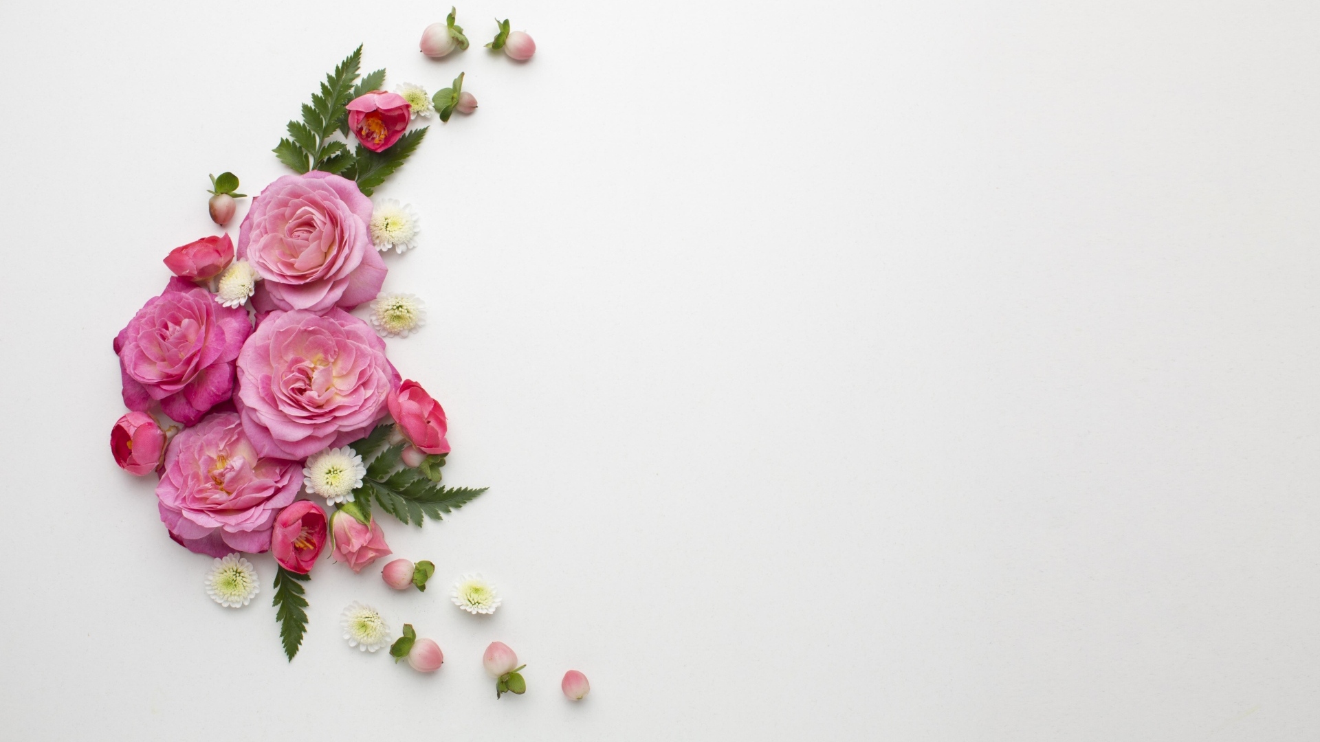 Розовые розы с зелеными листьями на сером фоне