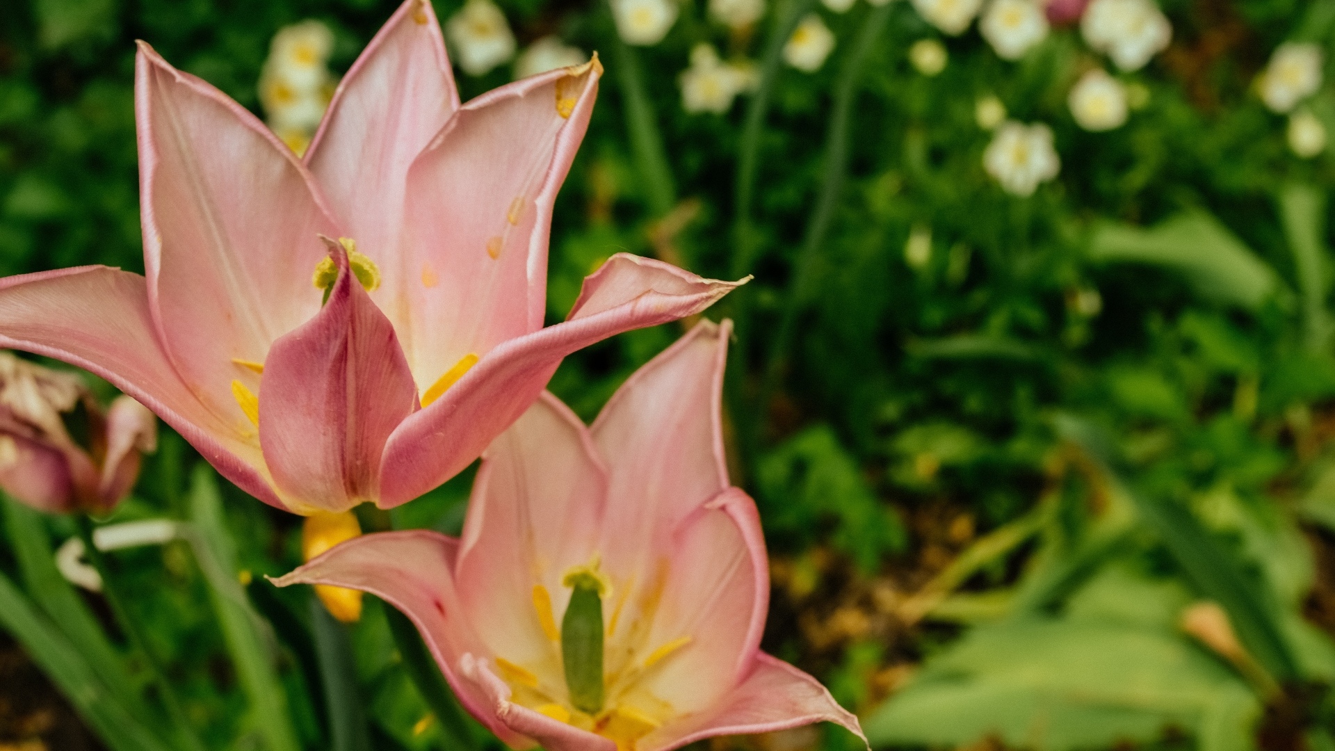 Розовые тюльпаны на клумбе крупным планом