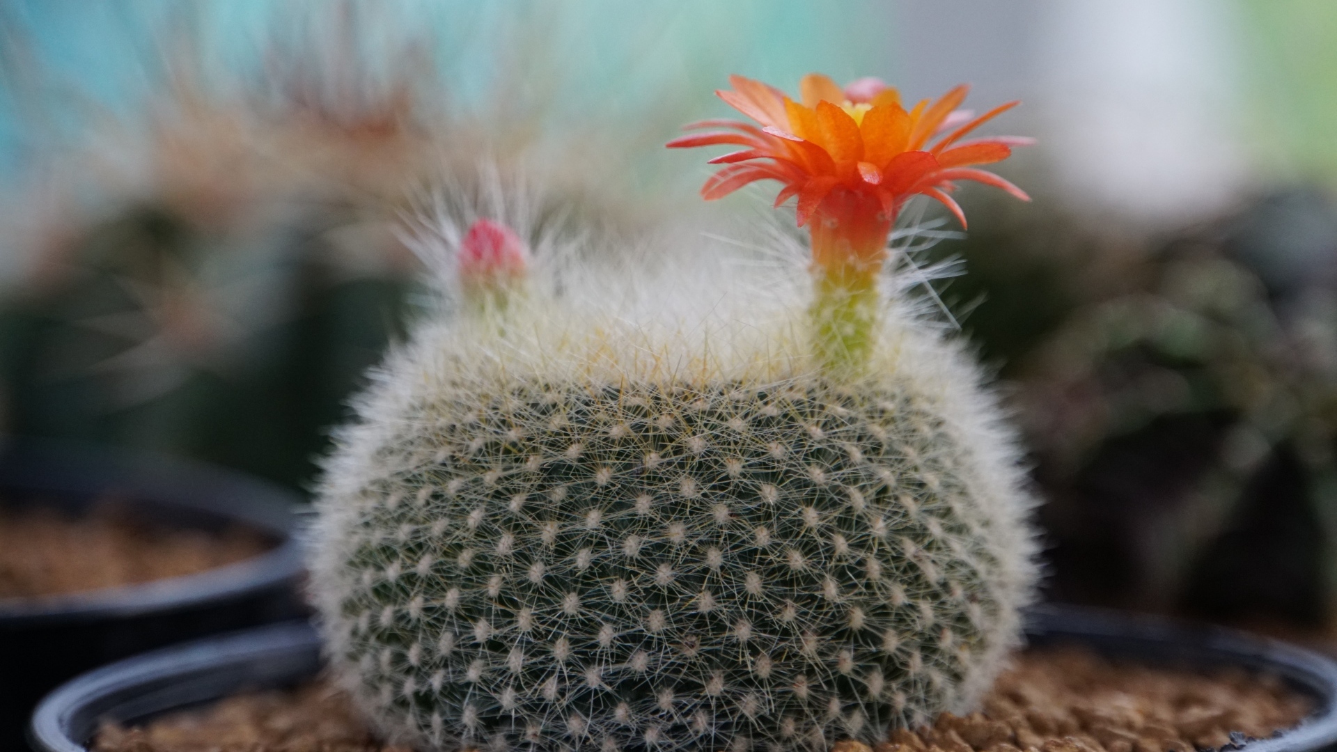 Колючий кактус в горшке с цветами