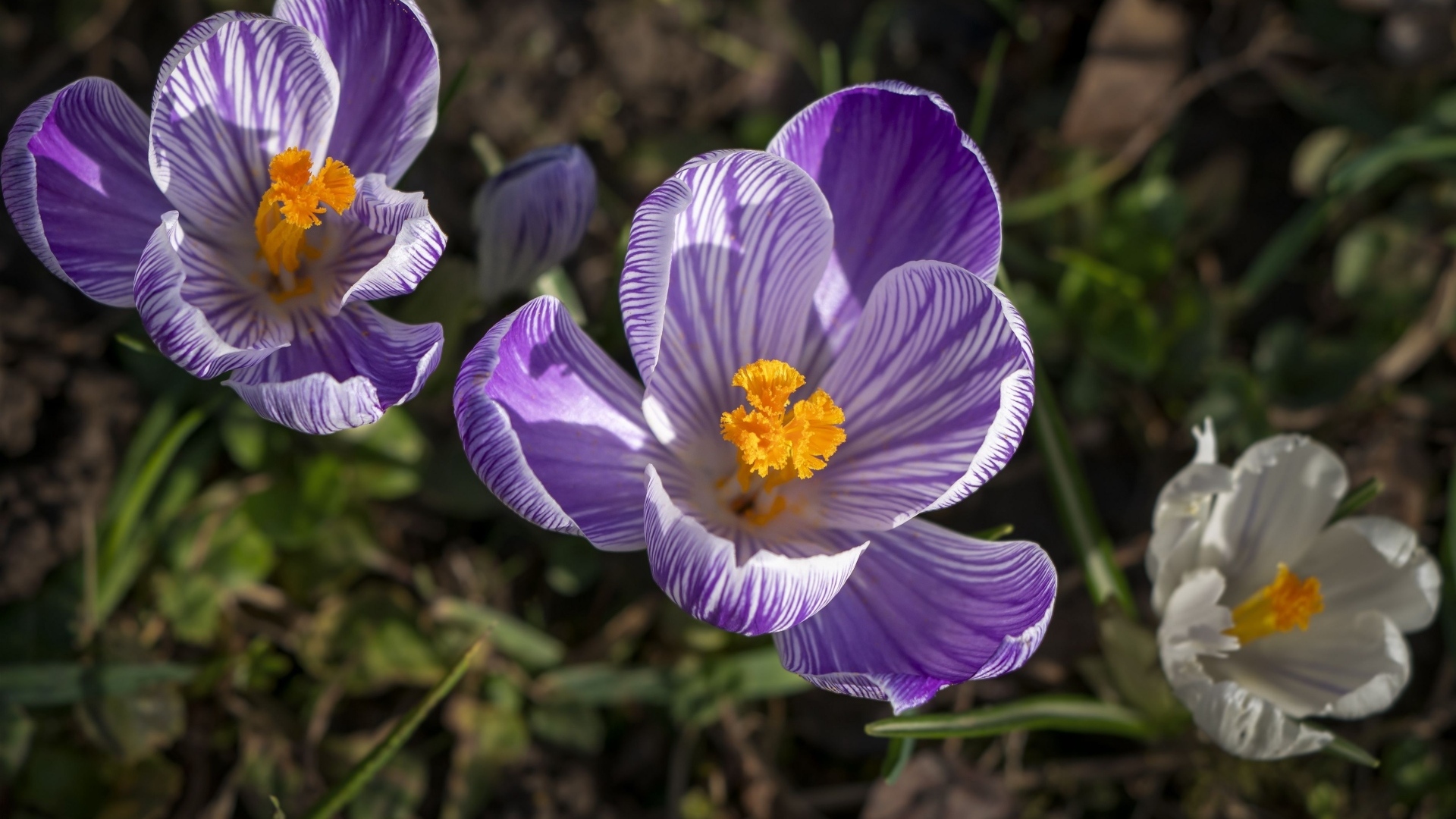 Фиолетовые и белые крокусы в лучах солнца