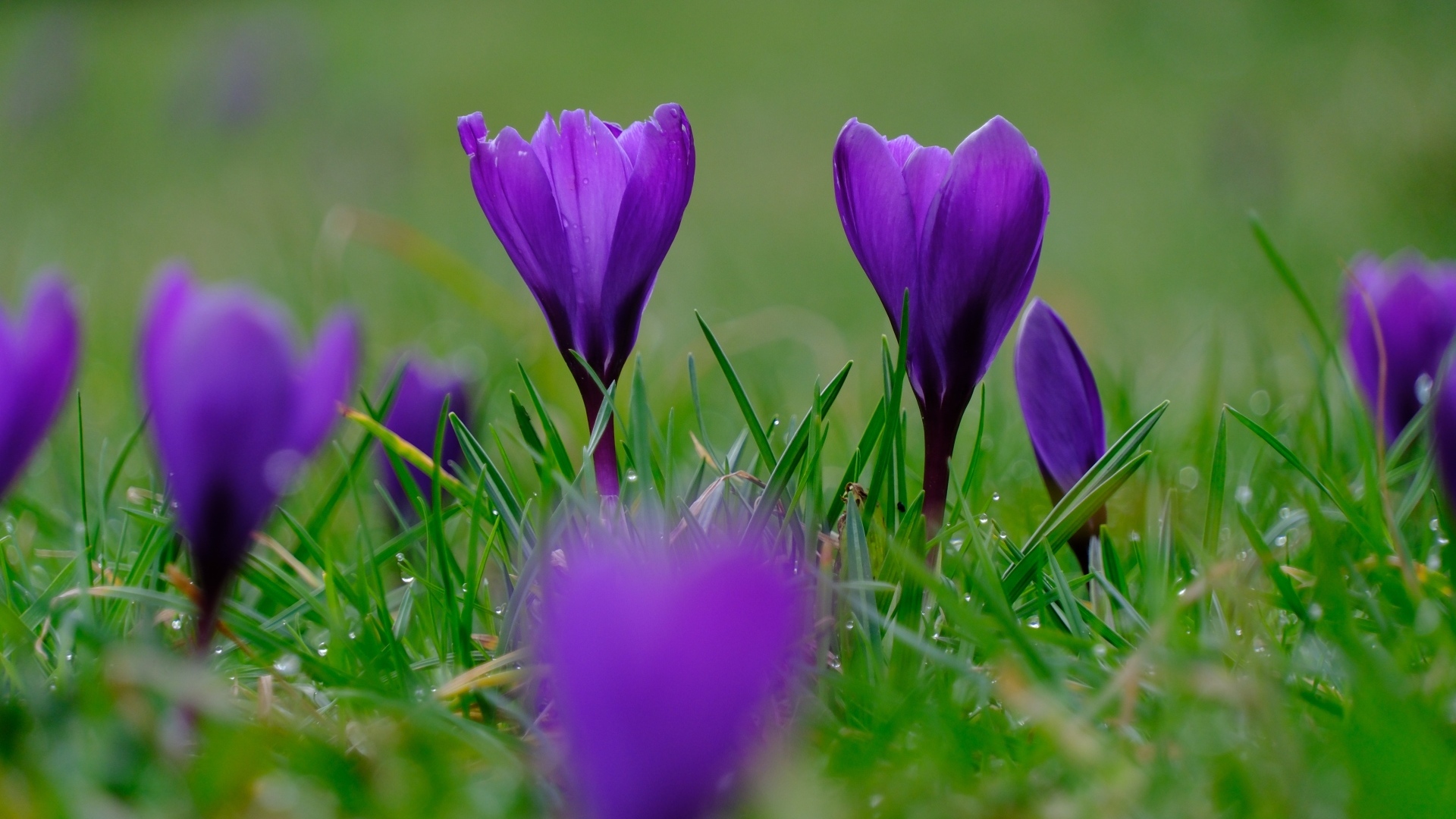 Фиолетовые крокусы на мокрой зеленой траве