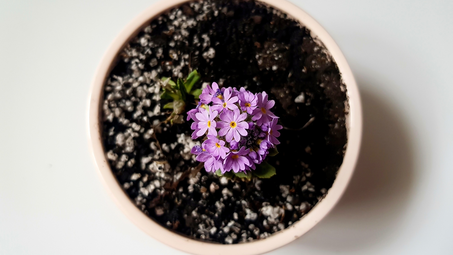 Фиолетовый цветок в горшке на сером фоне