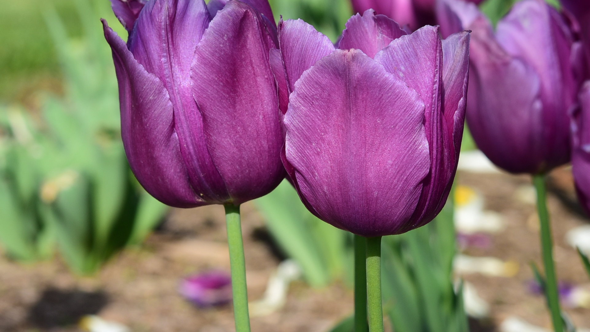 Фиолетовые тюльпаны в лучах солнца на клумбе