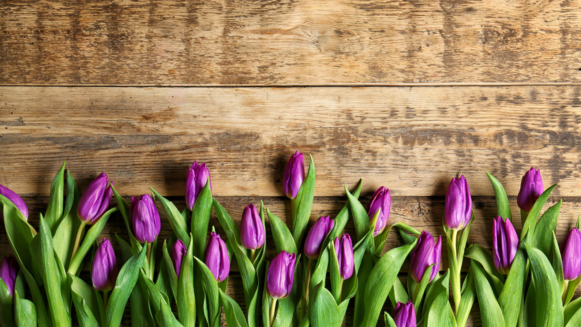 Фиолетовые тюльпаны на деревянном фоне