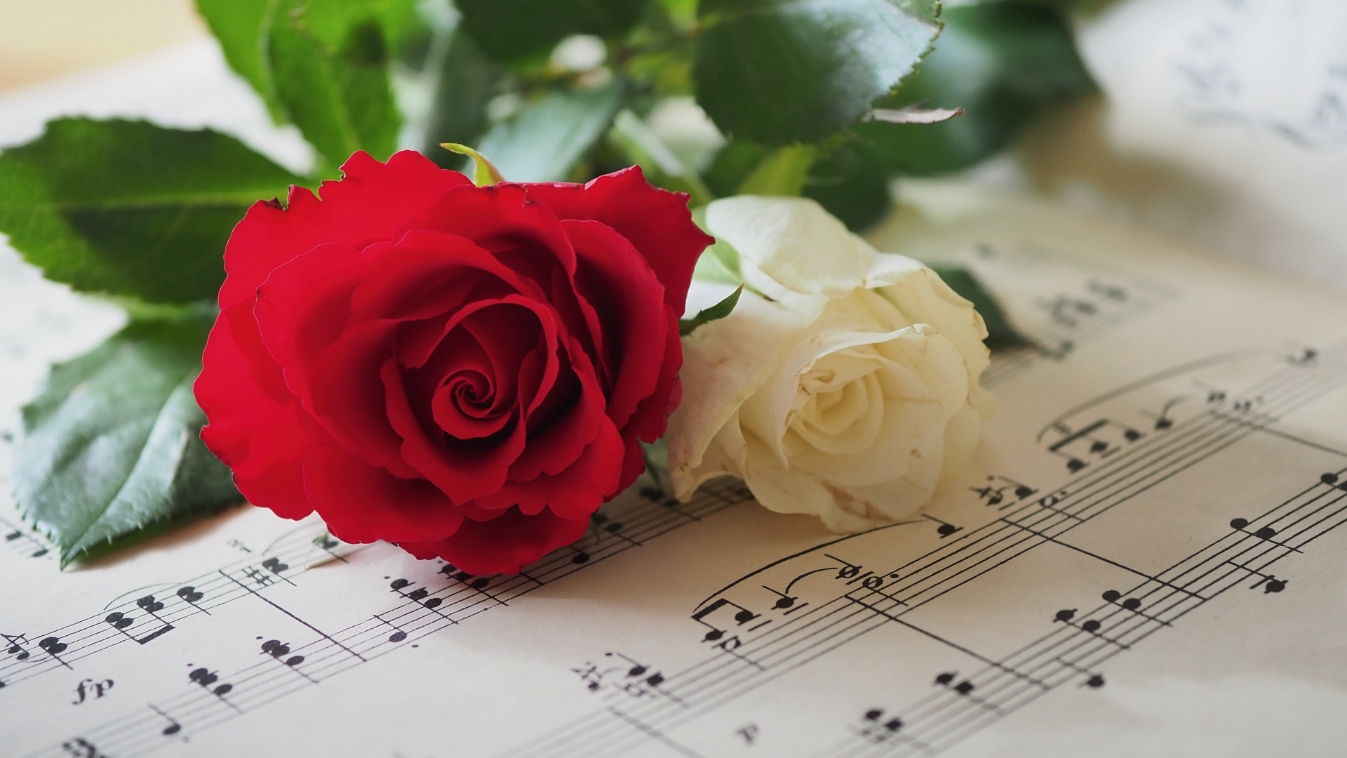 Красная и белая розы лежат на нотной тетради