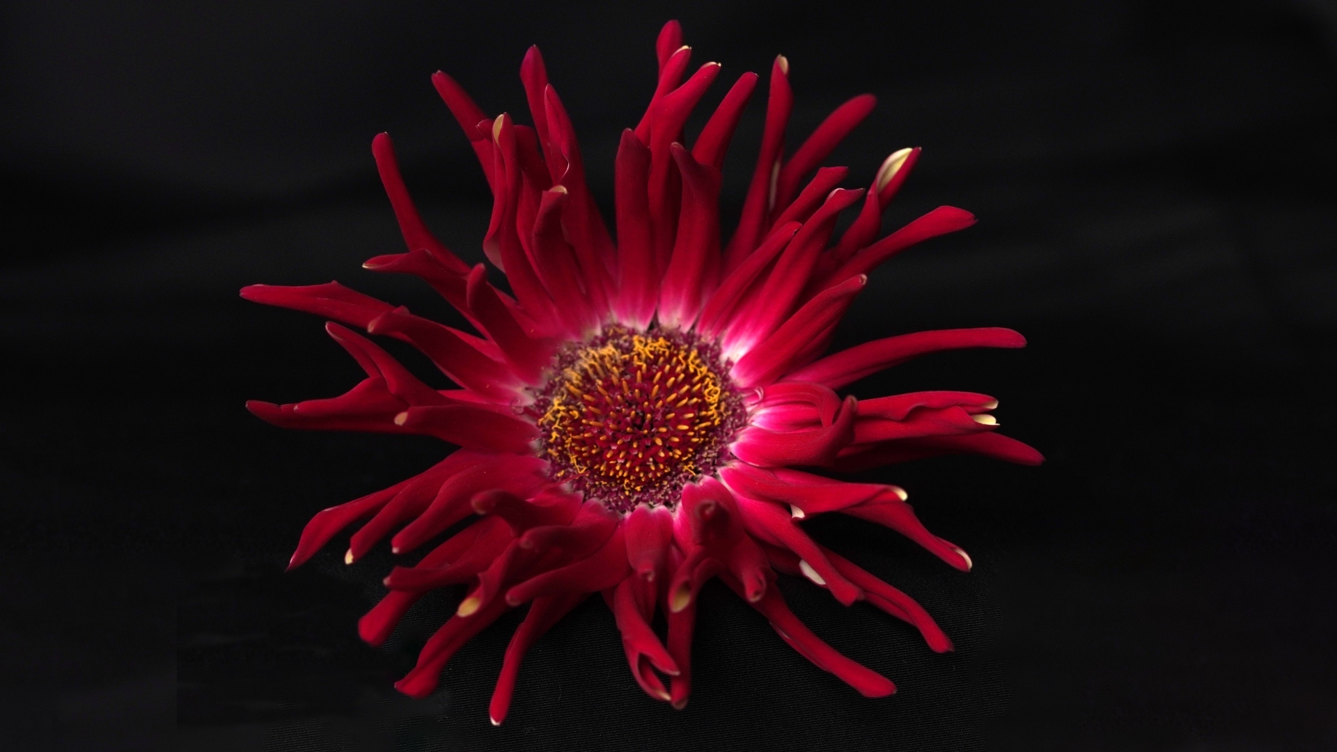 Красный цветок георгина с острыми лепестками на черном фоне