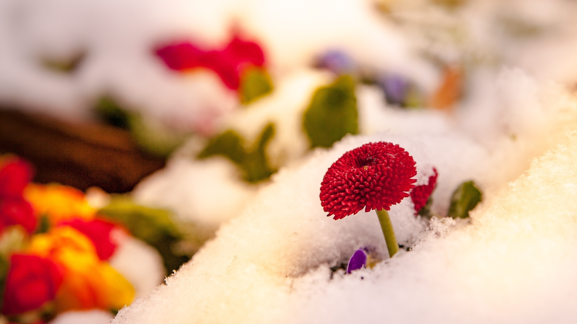 Красный цветок маргаритки под снегом