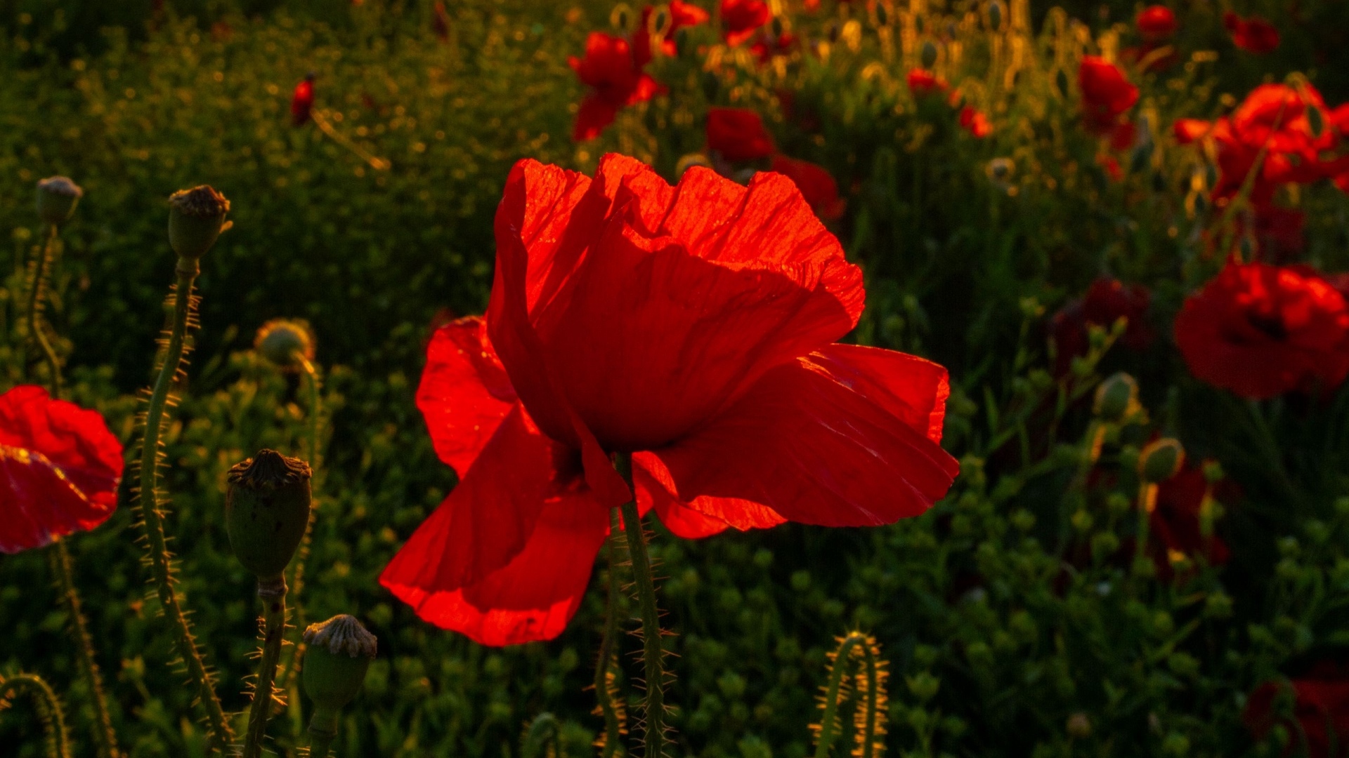 Красный полевой мак с хрупкими лепестками в лучах солнца