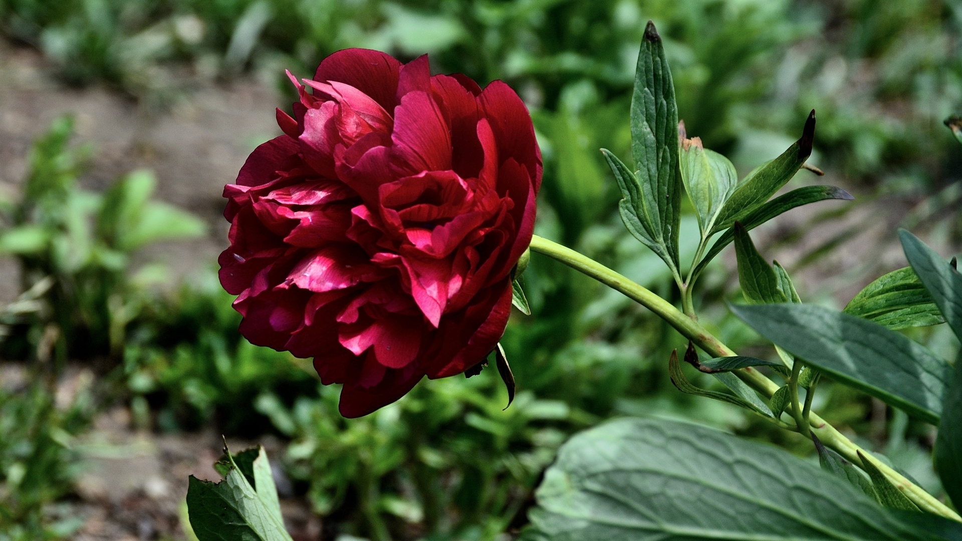 Красный пион с зелеными листьями на клумбе