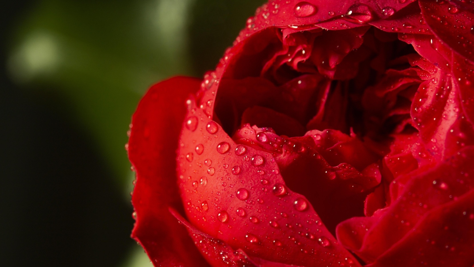 Красный цветок розы в каплях росы крупным планом