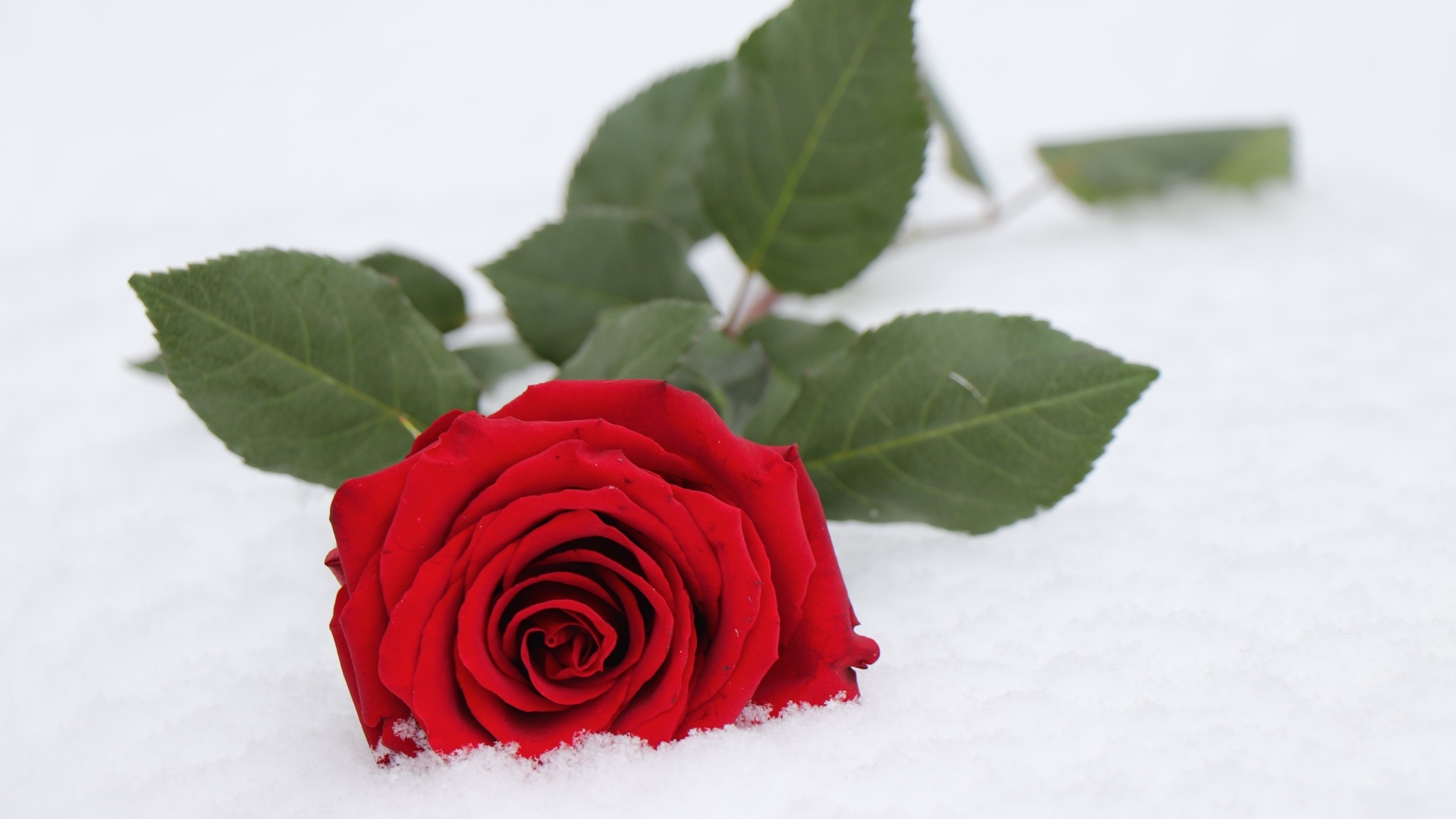 Красная роза с зелеными листьями на снегу