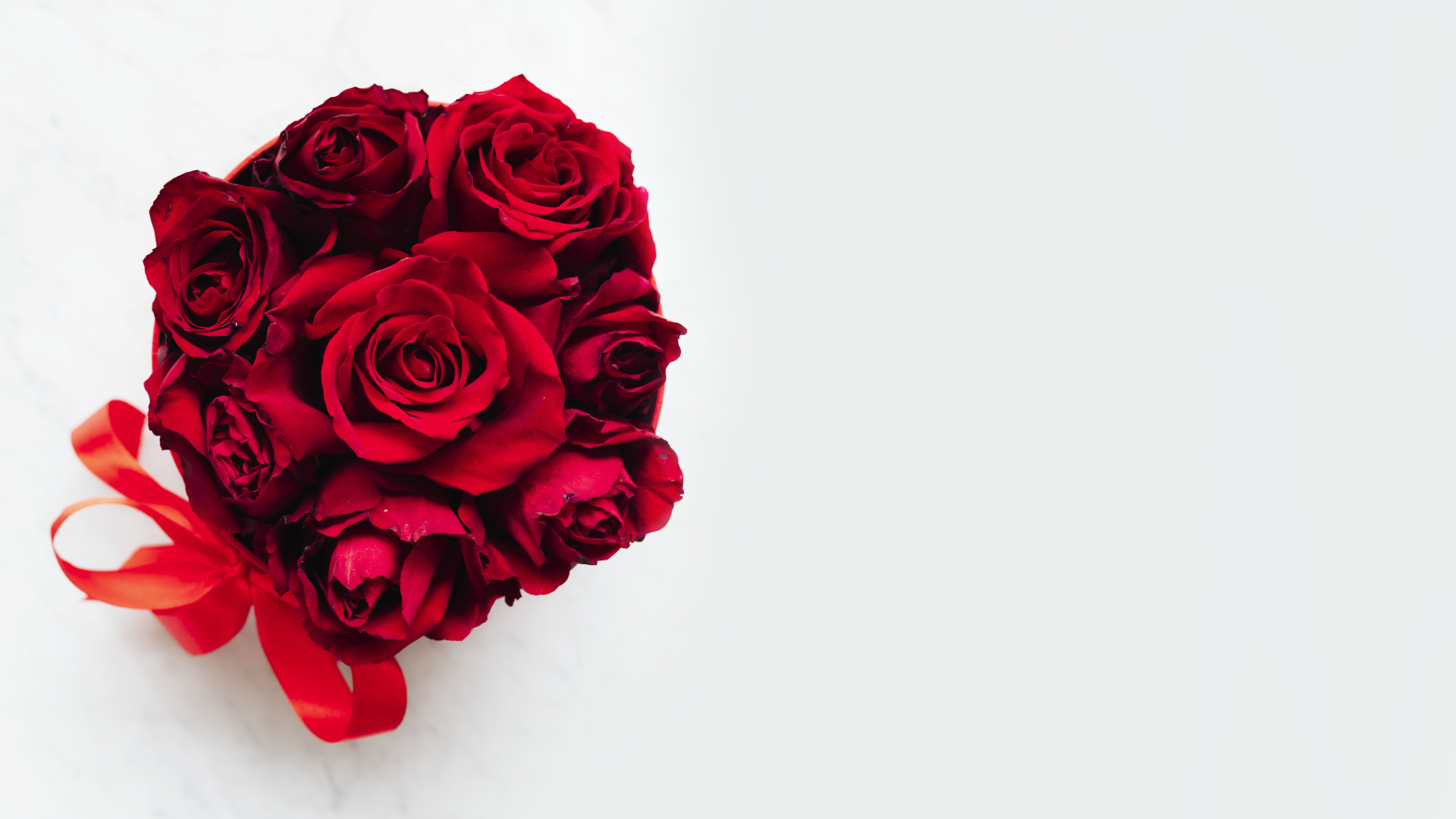 Красные розы в бантом из ленты на белом фоне