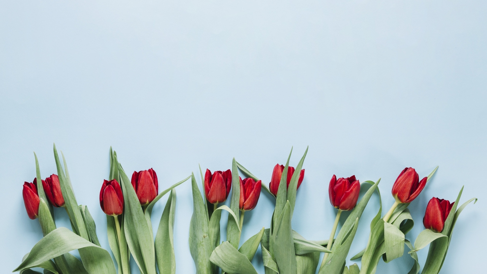 Красные тюльпаны разложены на голубом фоне