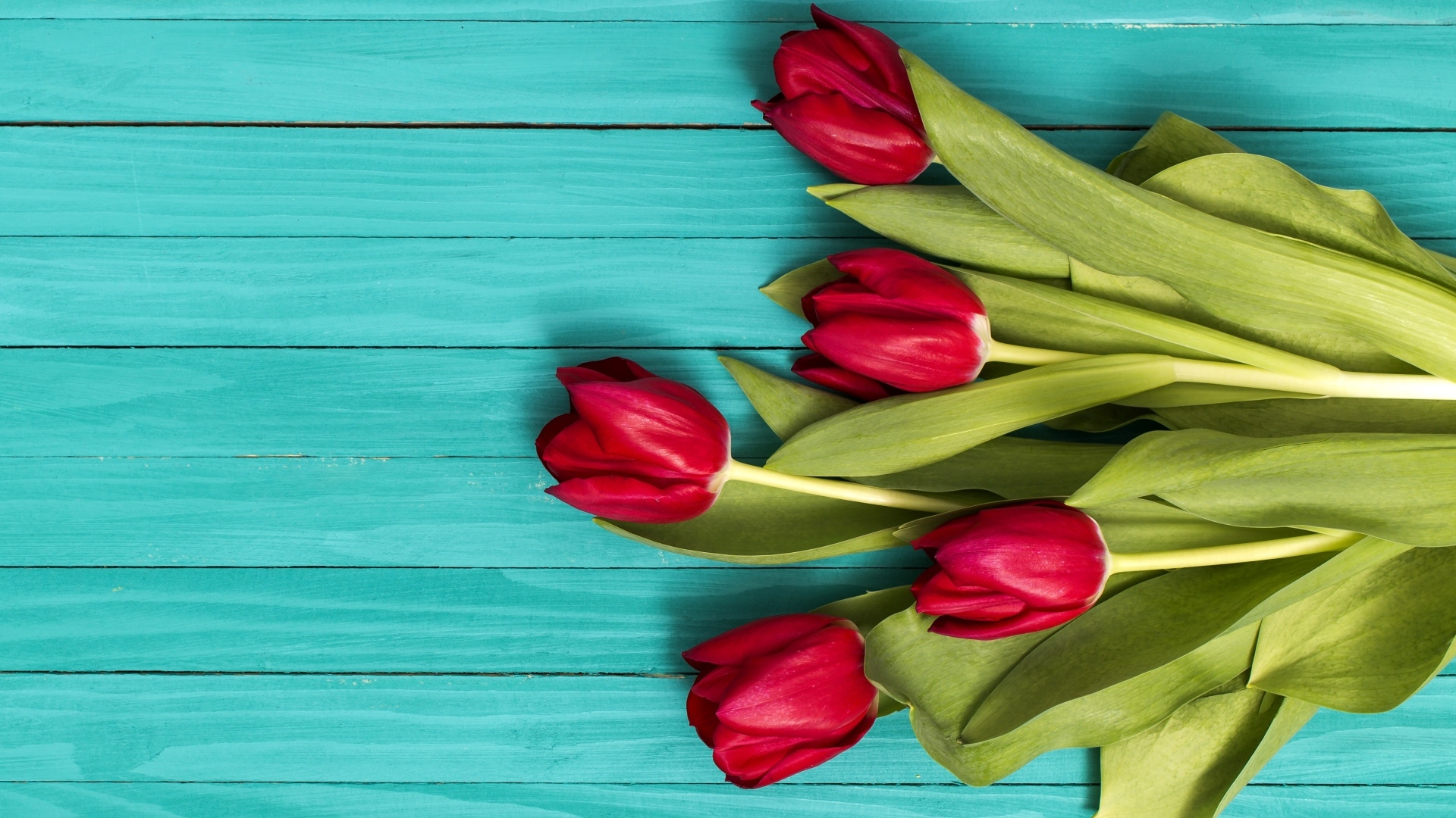 Красные тюльпаны на голубом деревянном фоне
