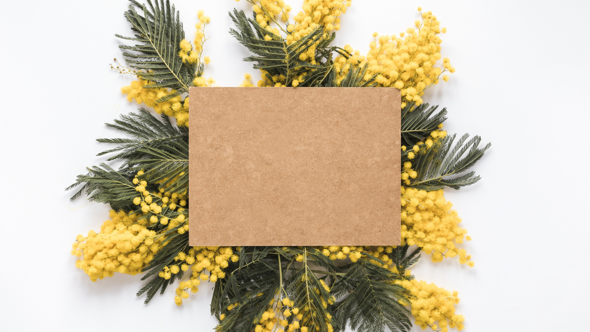 Лист бумаги с ветками мимозы на белом фоне