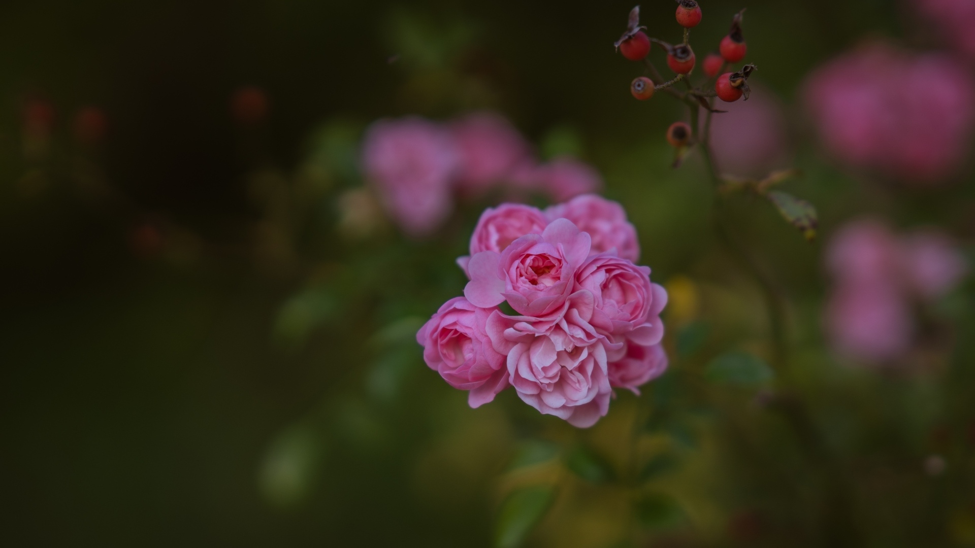 Мелкие розовые кустовые розы