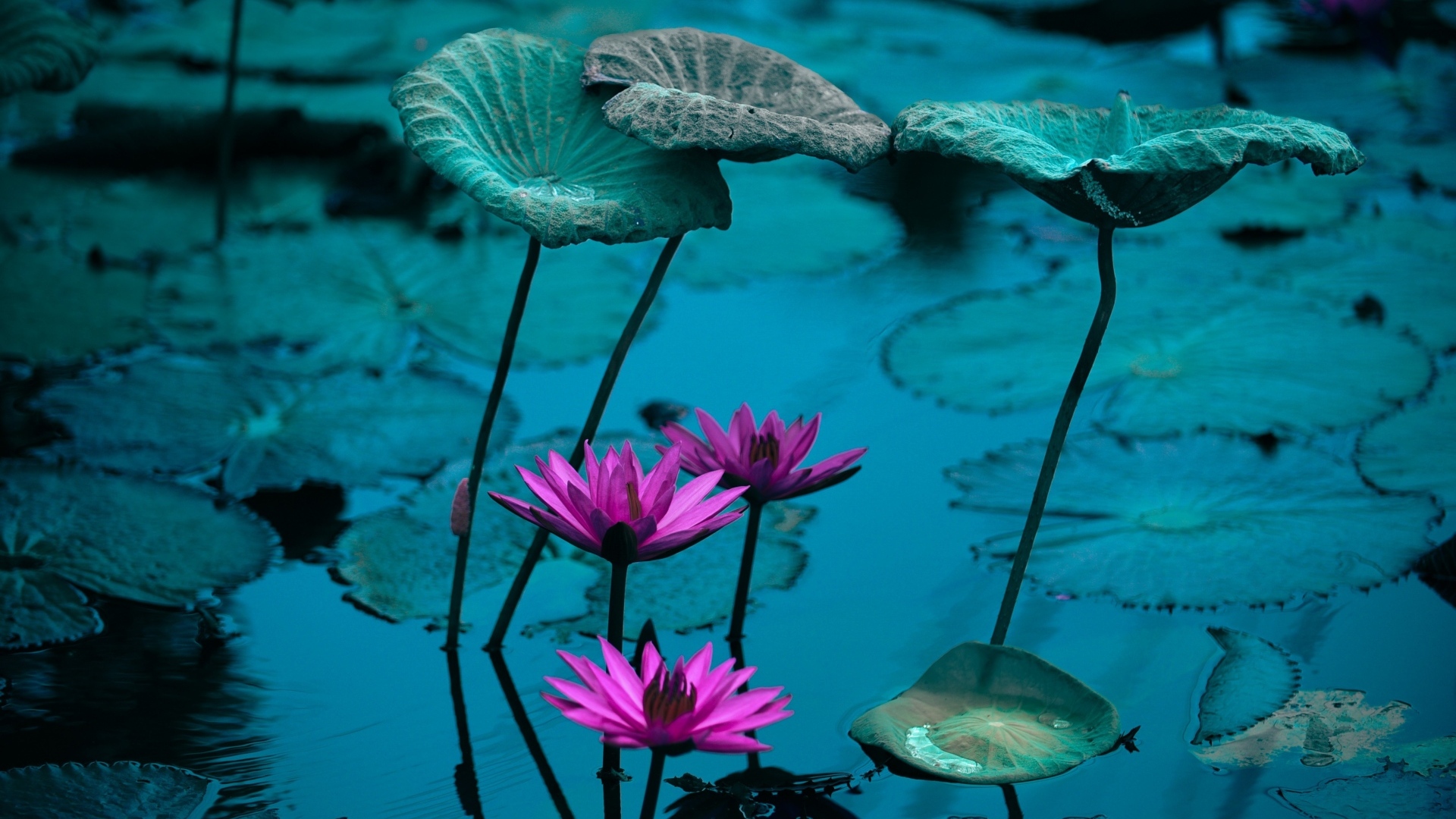 Маленькие розовые цветы лилии в воде с листьями