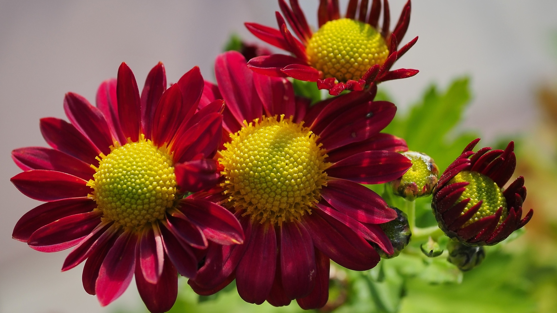 Маленькие красные цветы хризантемы