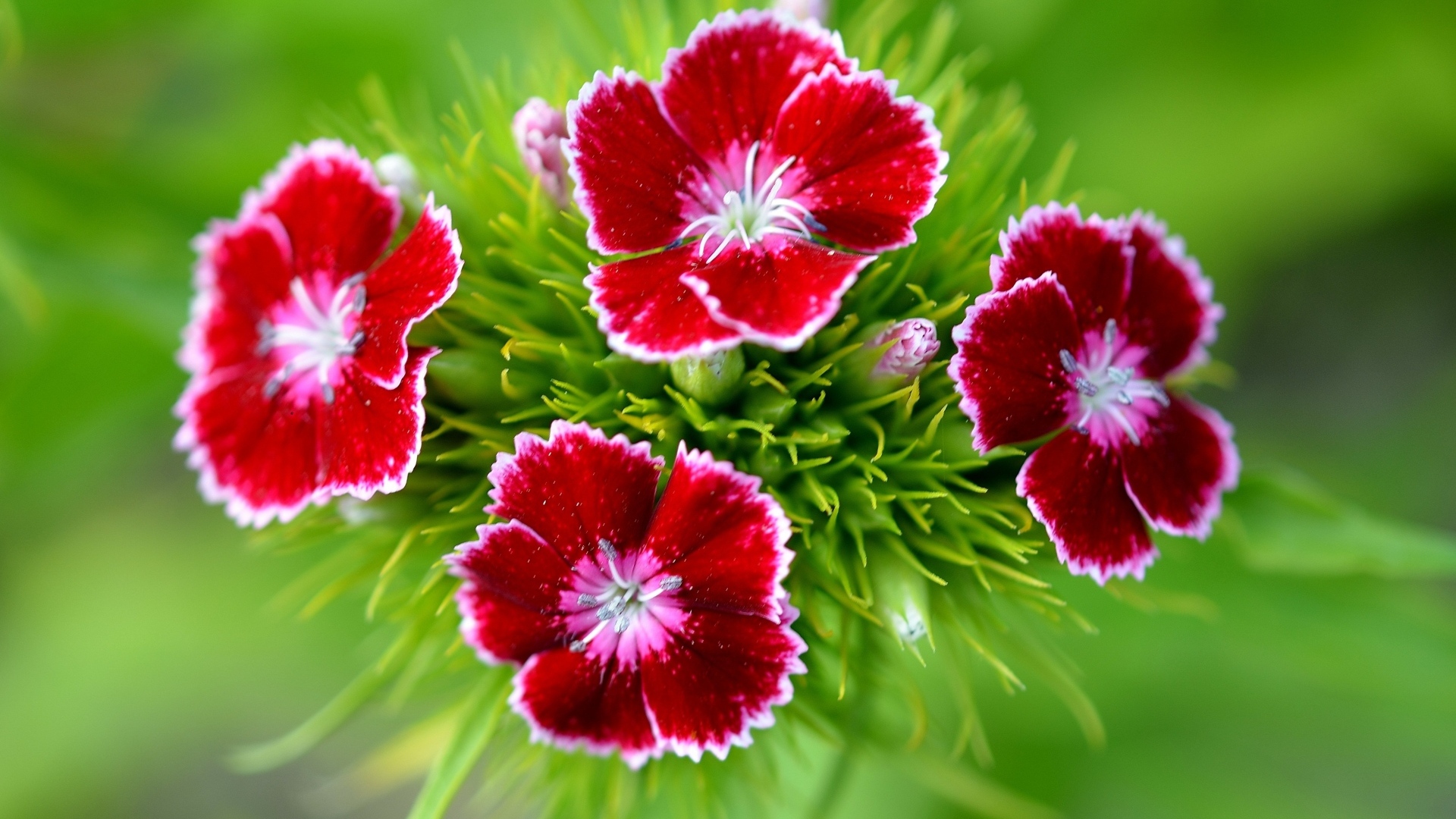 Мелкие красные цветы садовой гвоздики