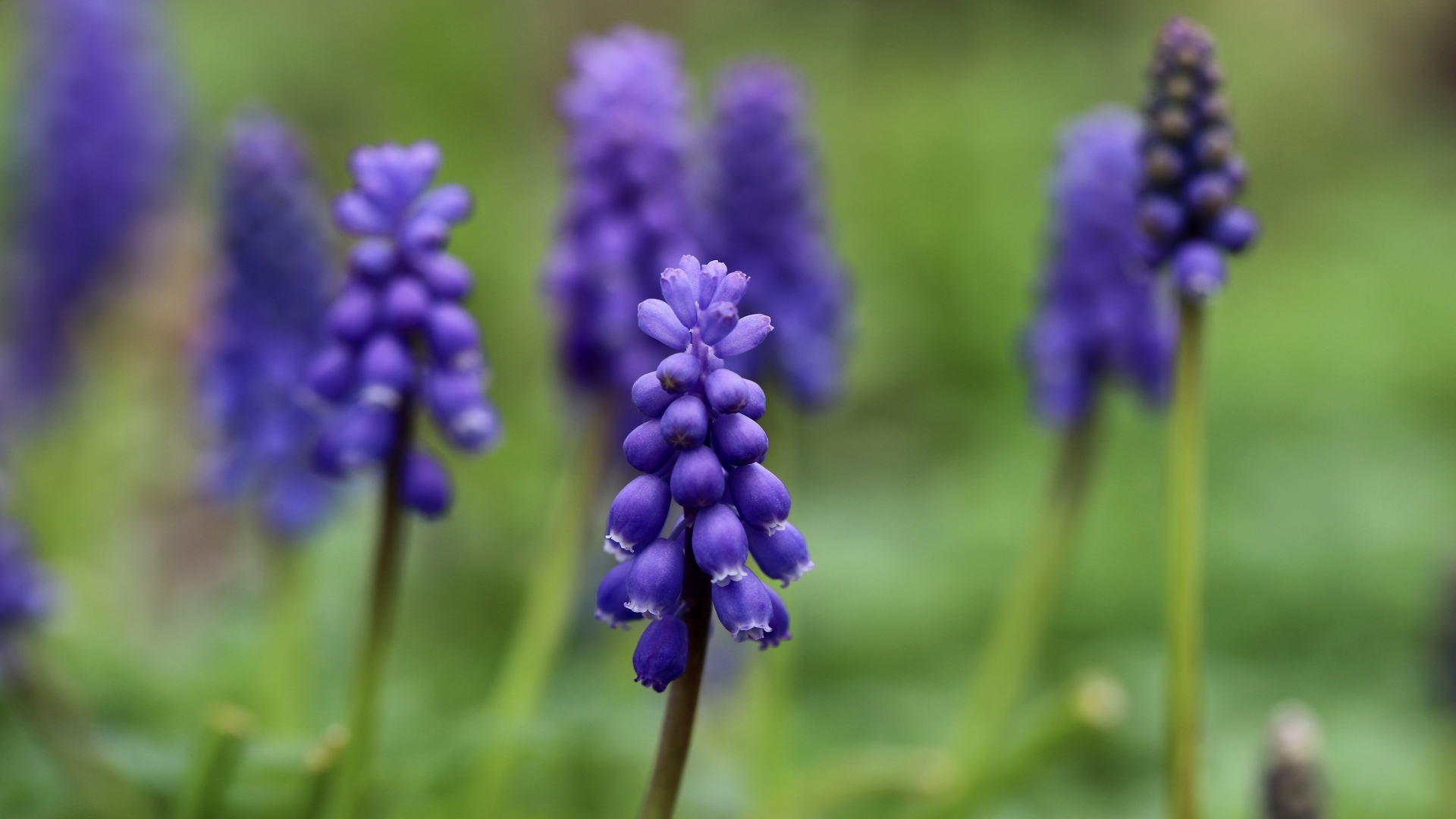 Маленькие весенние цветы мускари на зеленом фоне