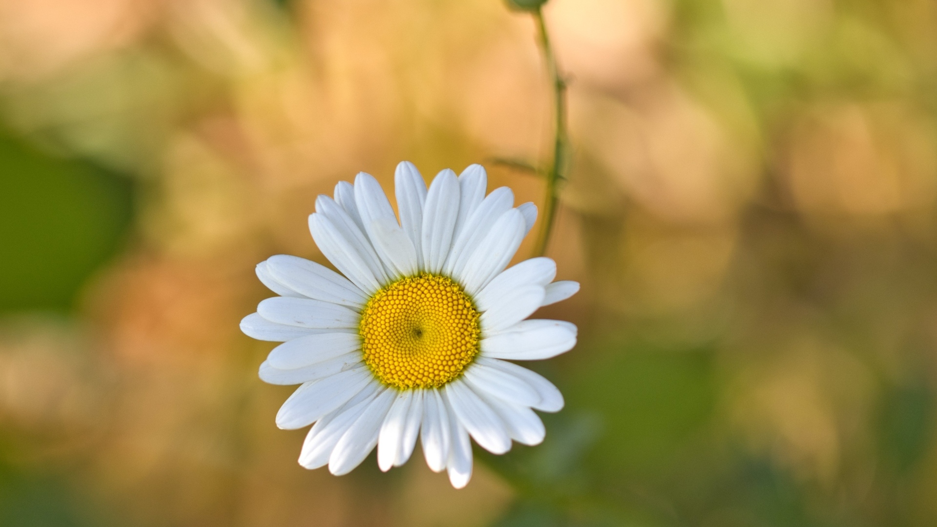 Маленькая полевая белая ромашка с бутоном