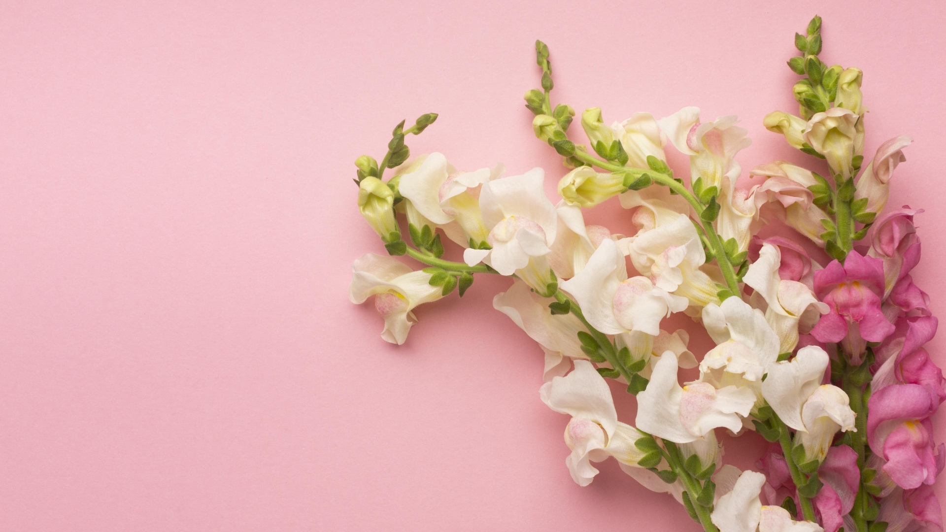 Цветы львиный зев на розовом фоне