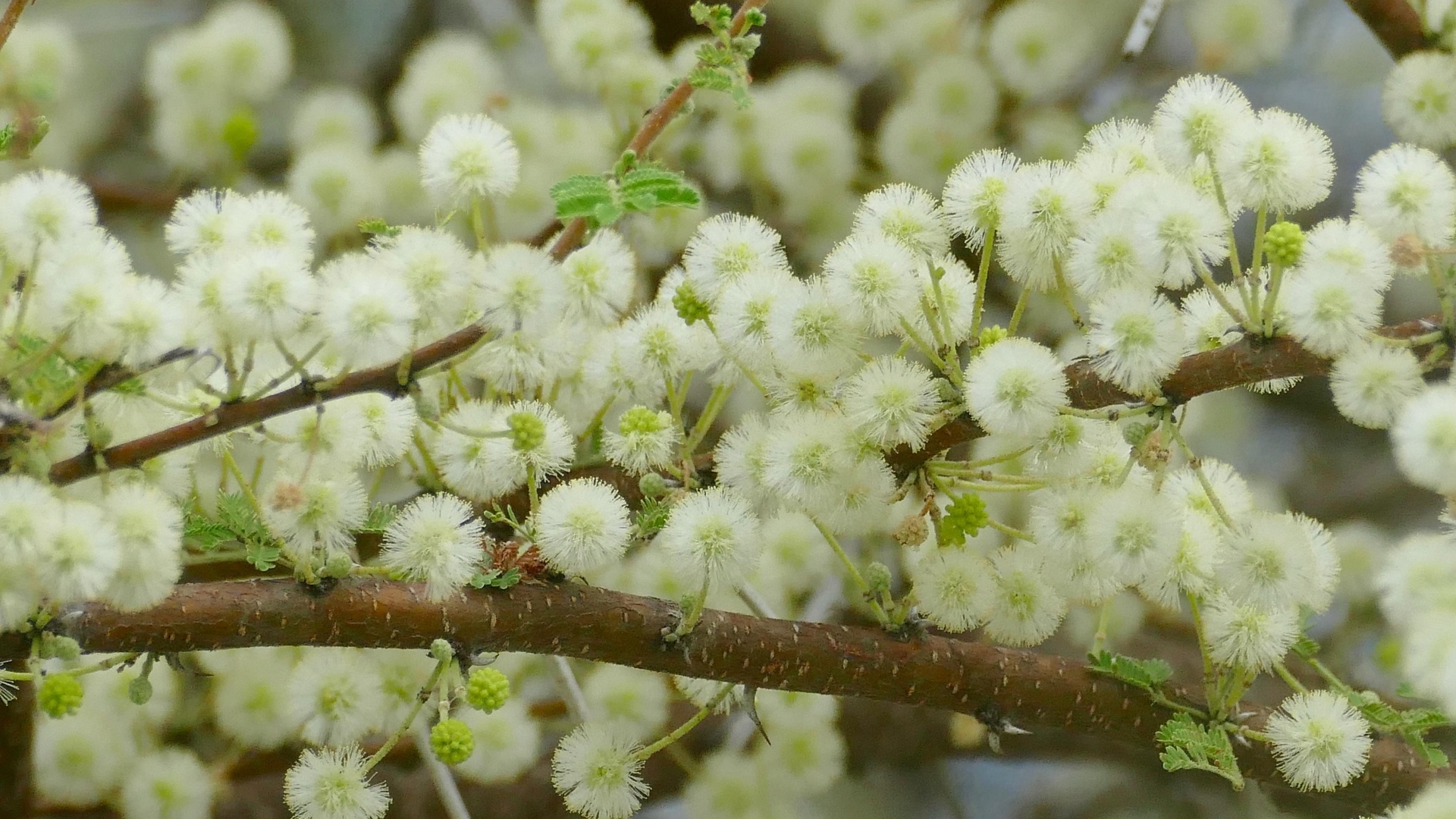Весенние пушистые цветы на ветках дерева 