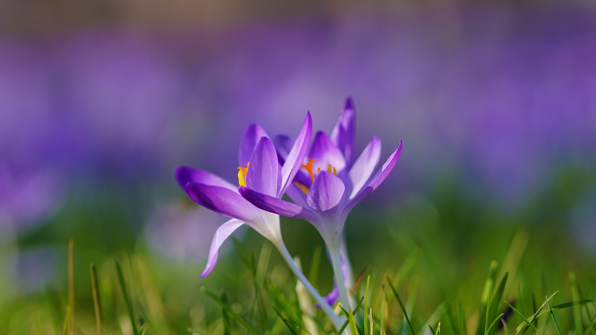 Весенние фиолетовые маленькие первоцветы крокусы