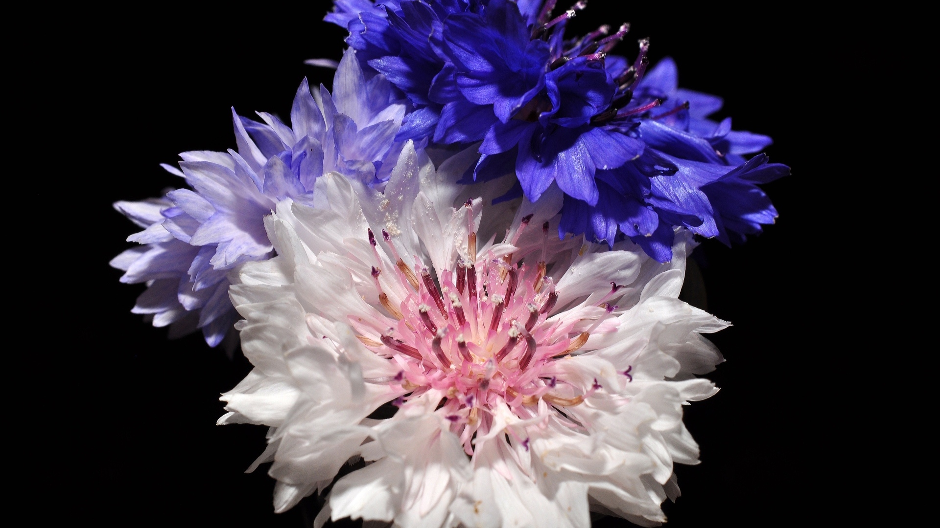 Три разноцветных василька на черном фоне