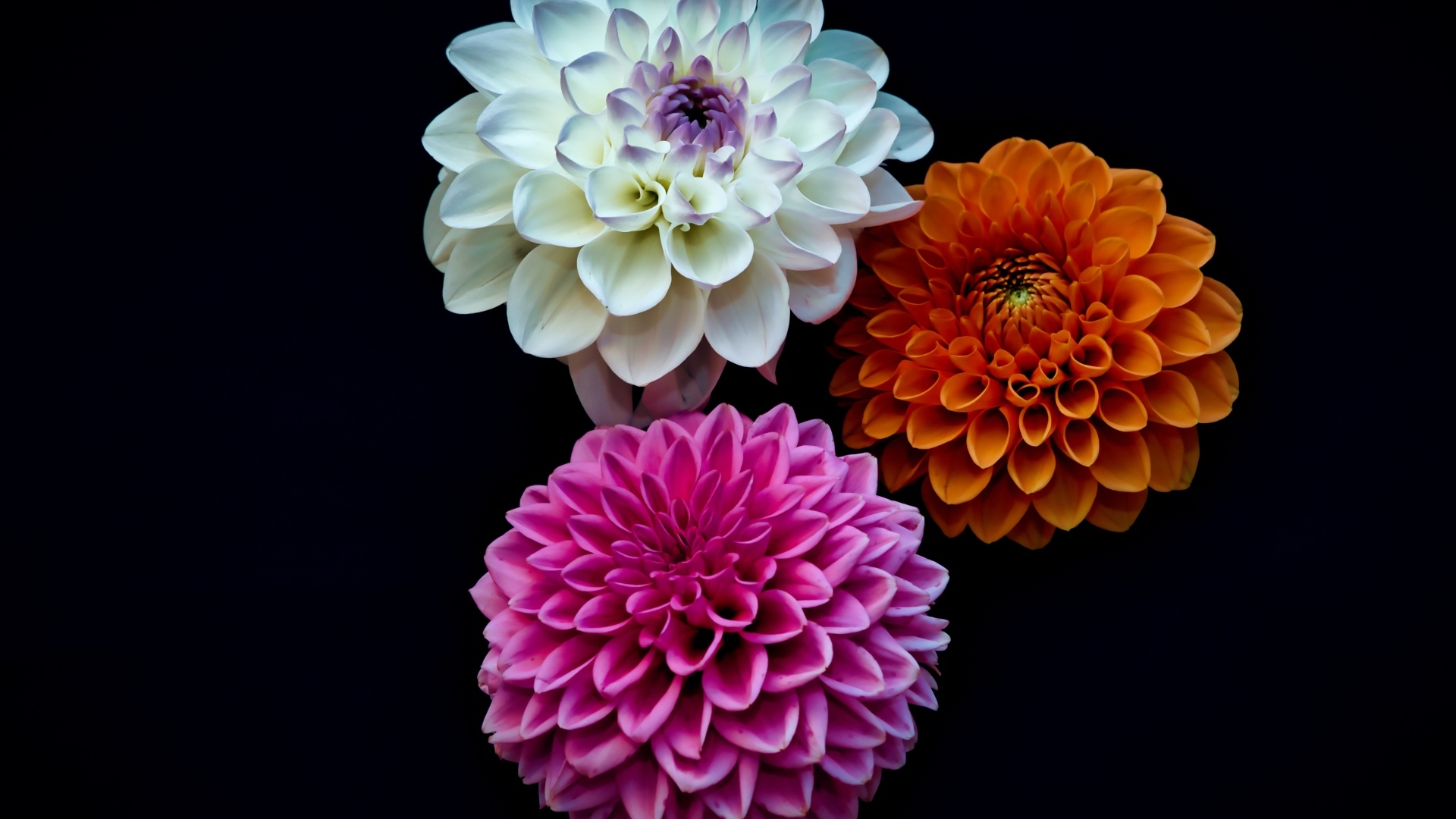 Три разноцветных цветка георгина на черном фоне