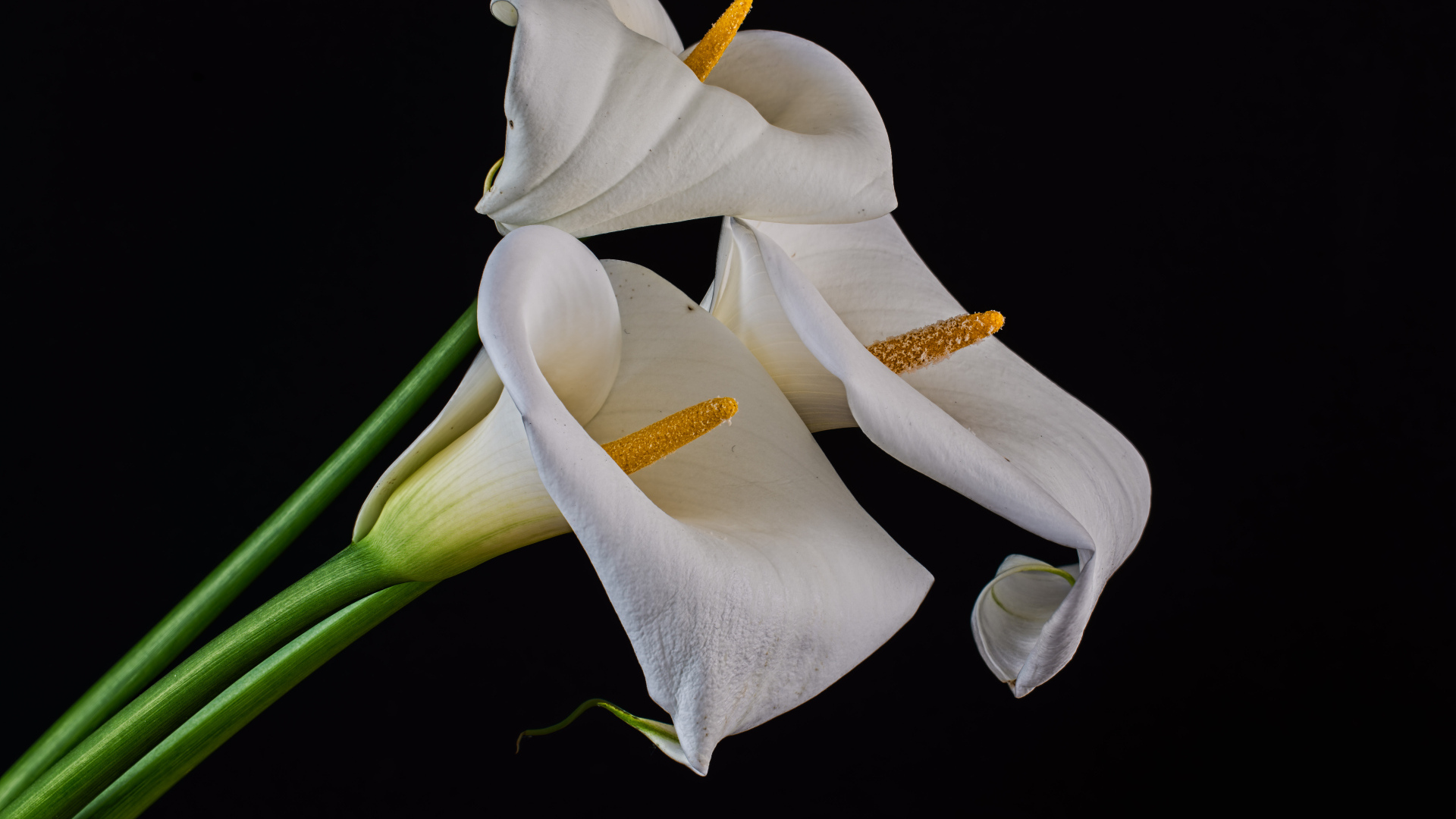 Три белых каллы на черном фоне