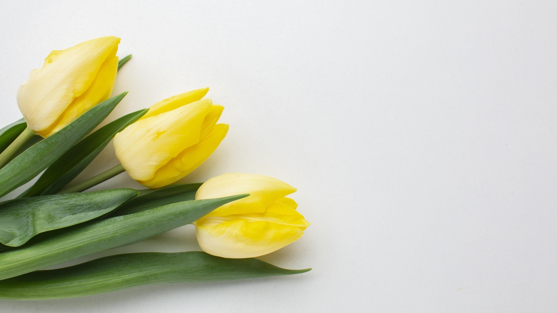 Три желтых тюльпана на сером фоне