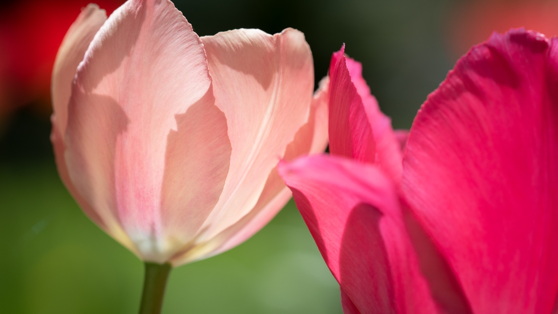 Два нежных тюльпана в лучах солнца